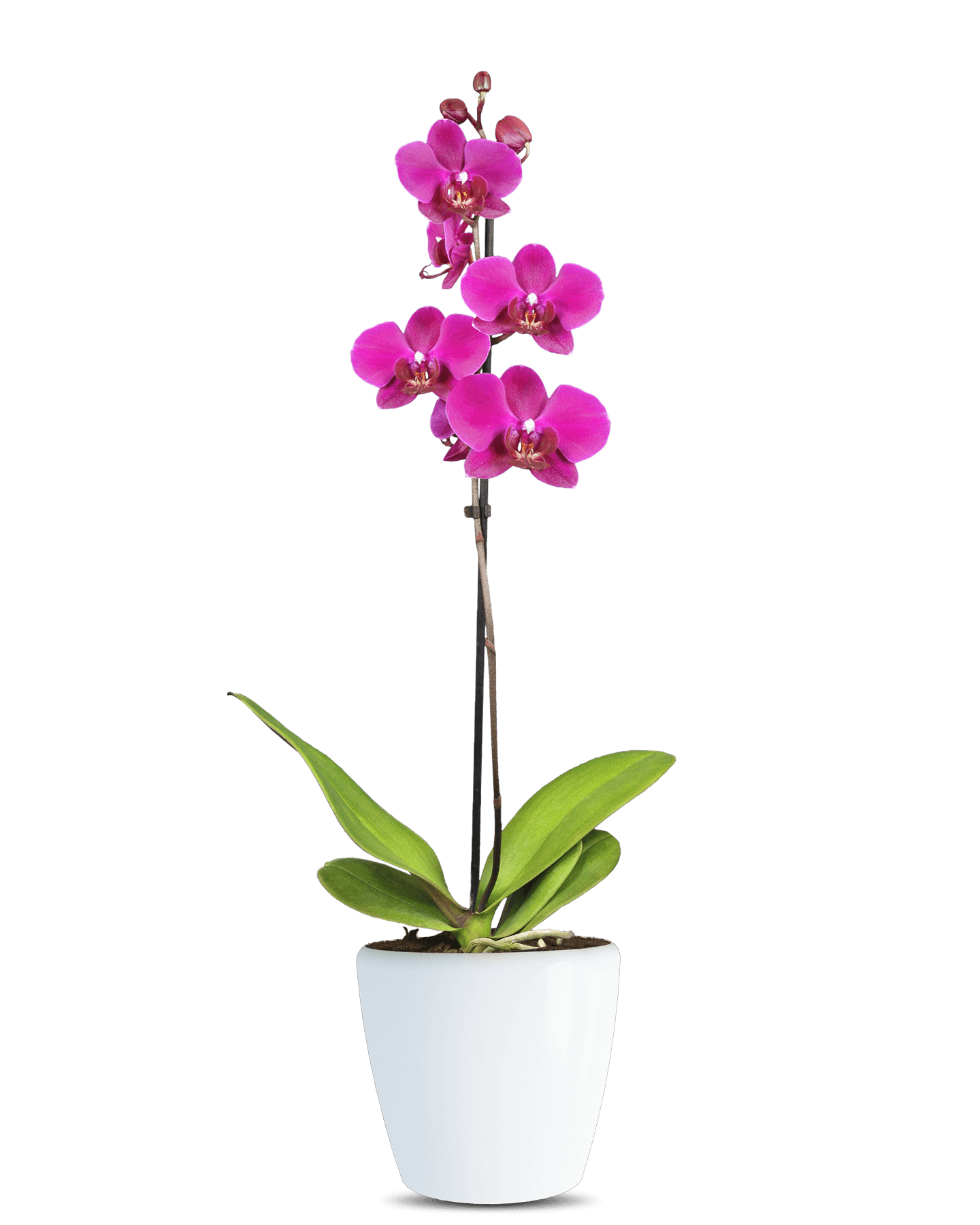 Phalaenopsis Jessica Tek Dallı Mor Orkide - Solo Plant