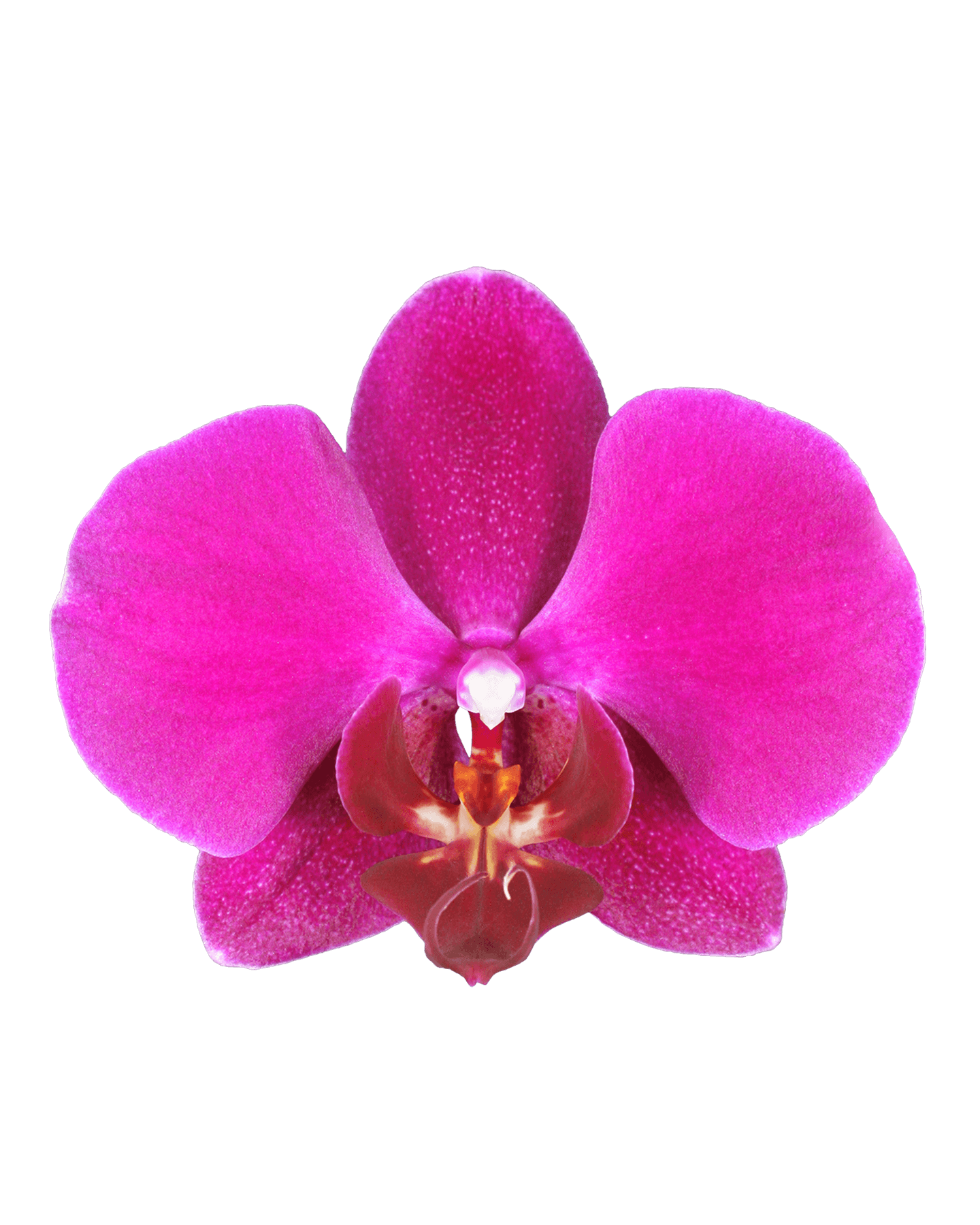 Phalaenopsis Jessica Tek Dallı Mor Orkide