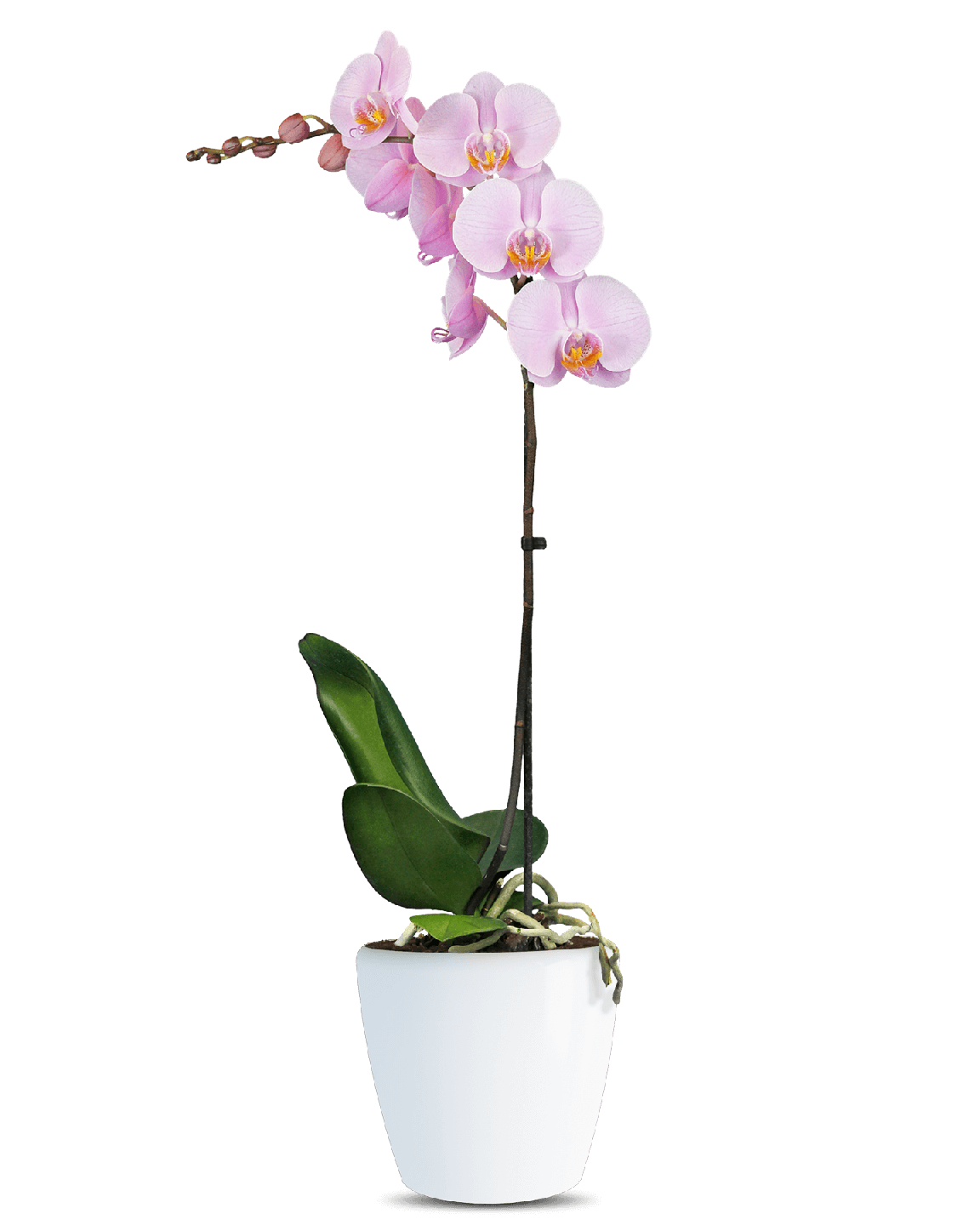 Phalaenopsis Julia Tek Dallı Pembe Orkide - Thumbnail