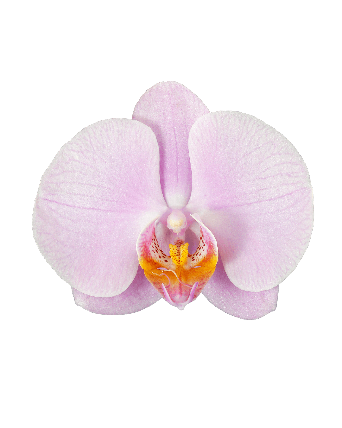 Phalaenopsis Julia Tek Dallı Pembe Orkide - Thumbnail