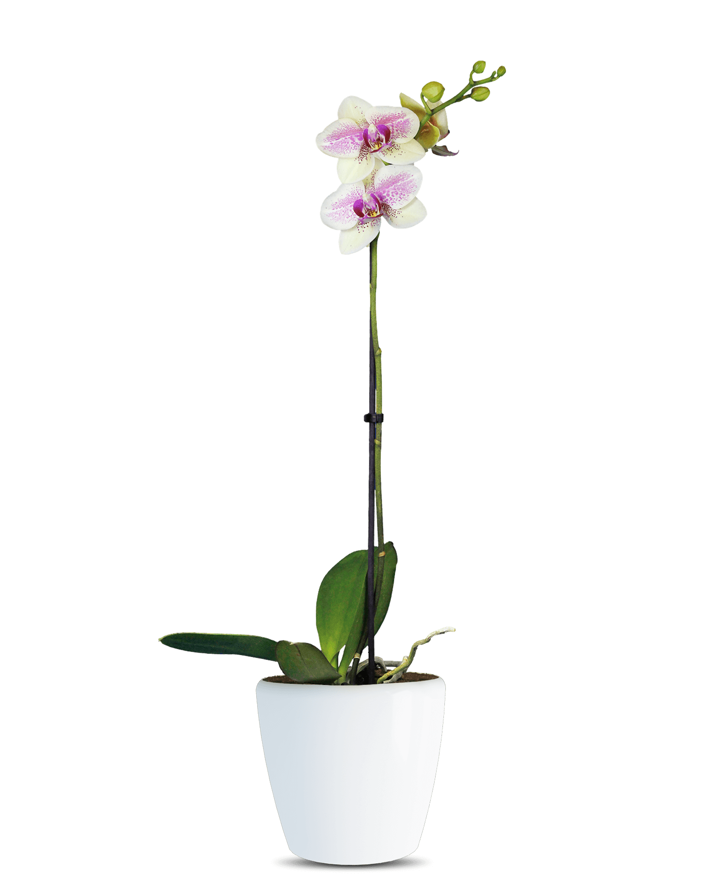 Solo Plant - Phalaenopsis Larissa Tek Dallı Çok Renkli Orkide