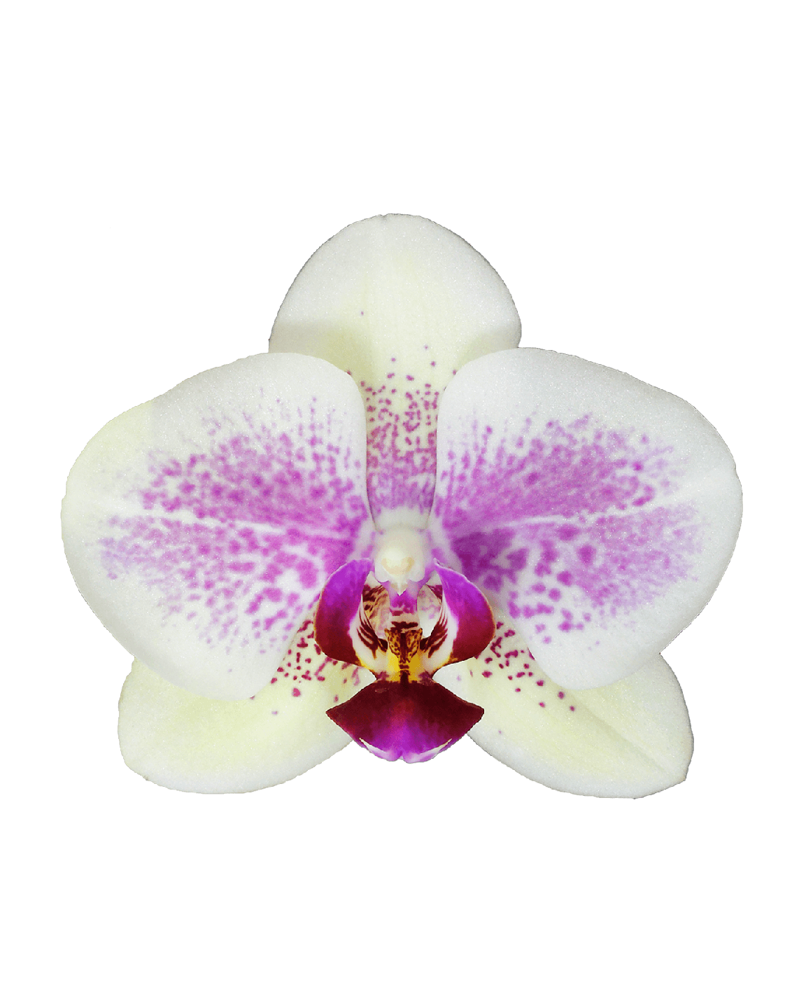 Phalaenopsis Larissa Tek Dallı Çok Renkli Orkide - 2