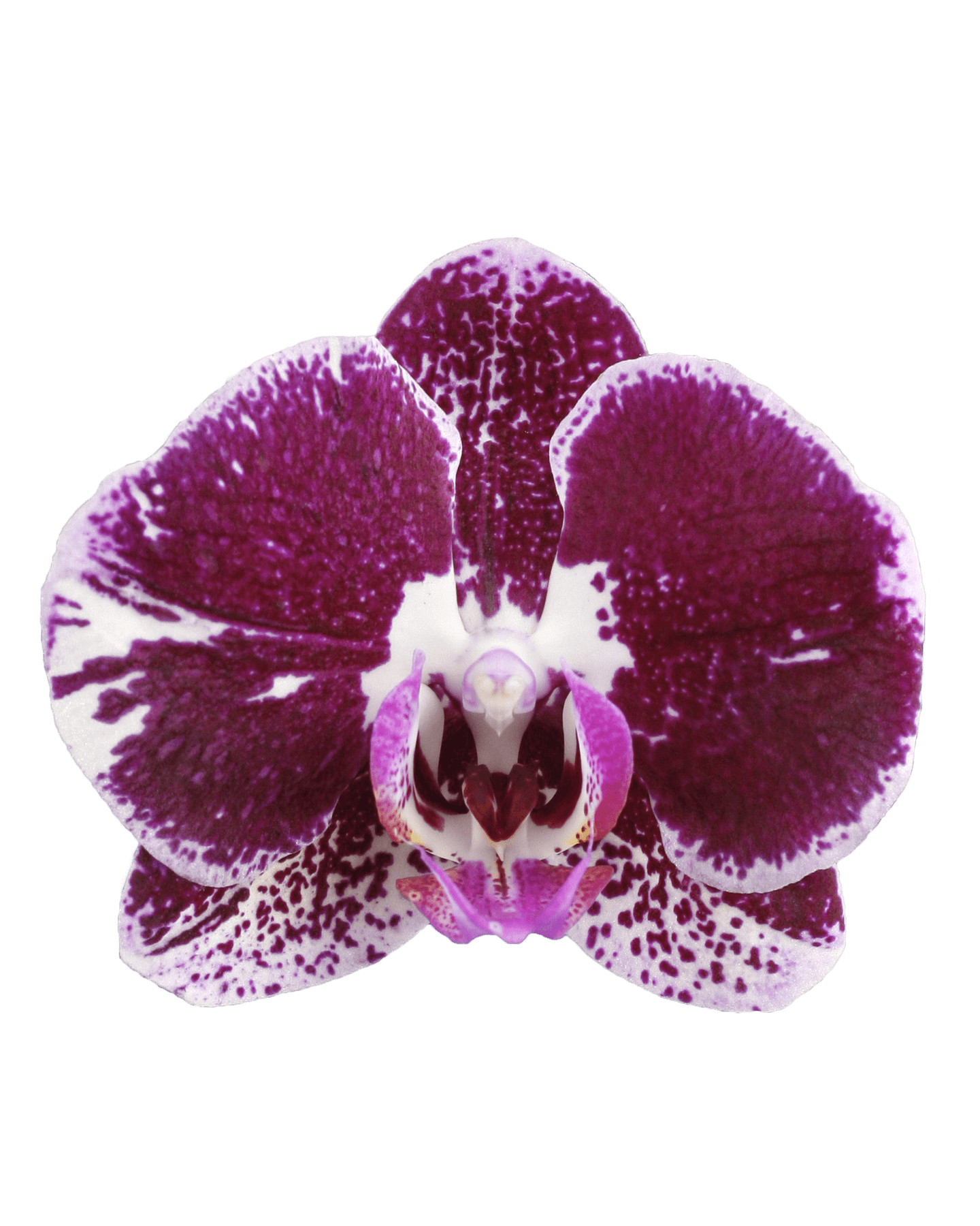 Phalaenopsis Lena Çift Dallı Çok Renkli Orkide - 2