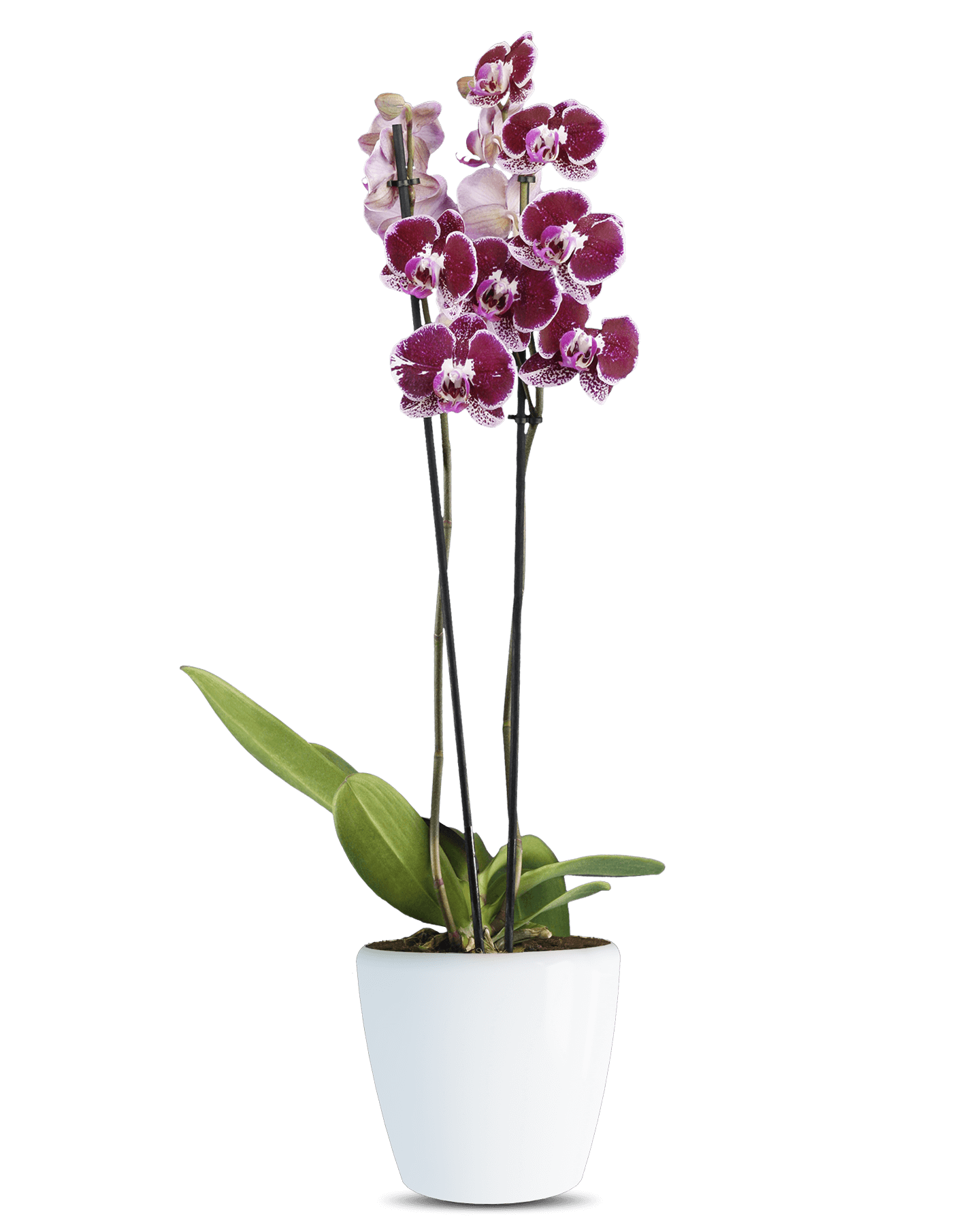 Solo Plant - Phalaenopsis Lena Çift Dallı Çok Renkli Orkide