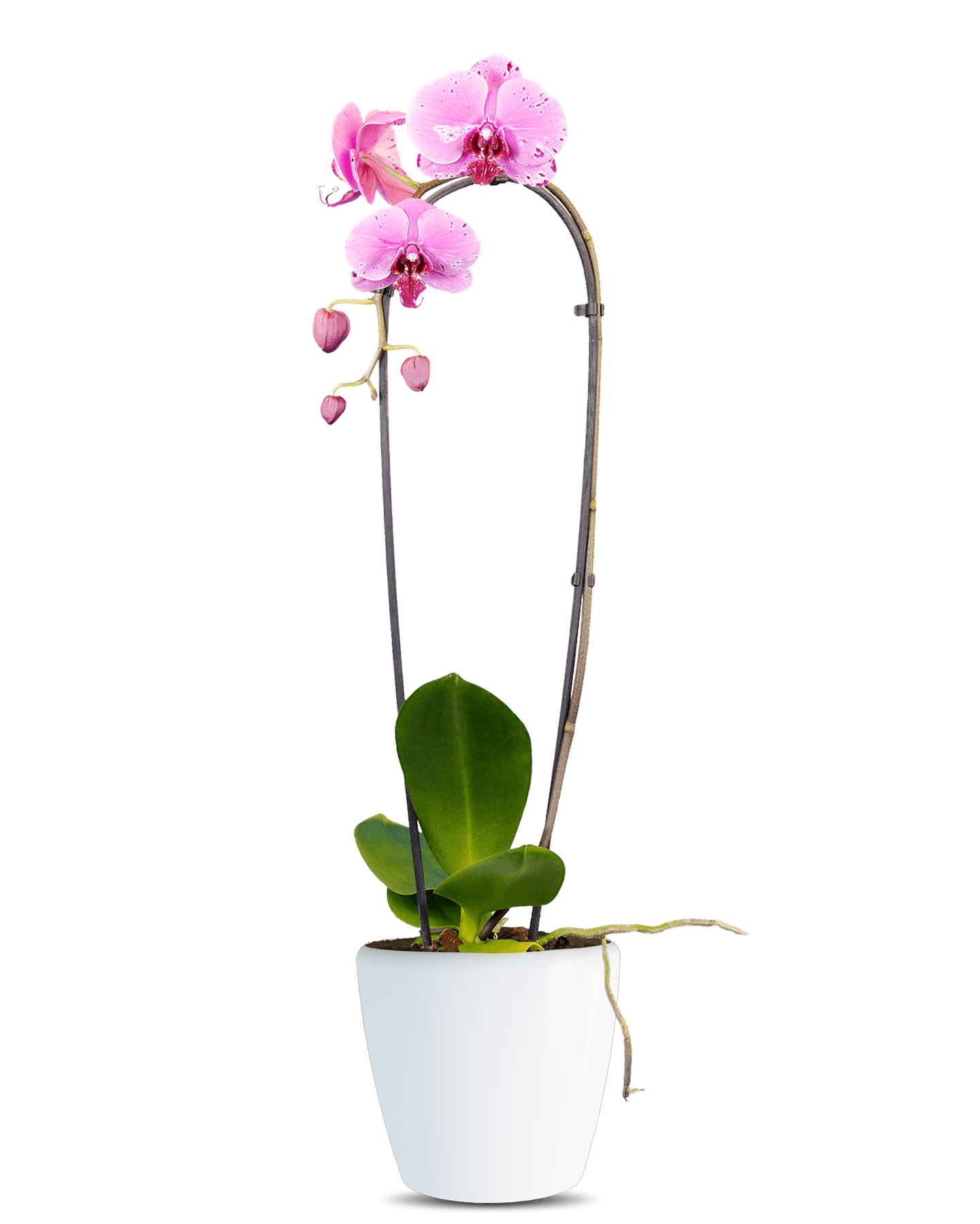 Phalaenopsis Lillian Cascade Çok Renkli Orkide - Solo Plant