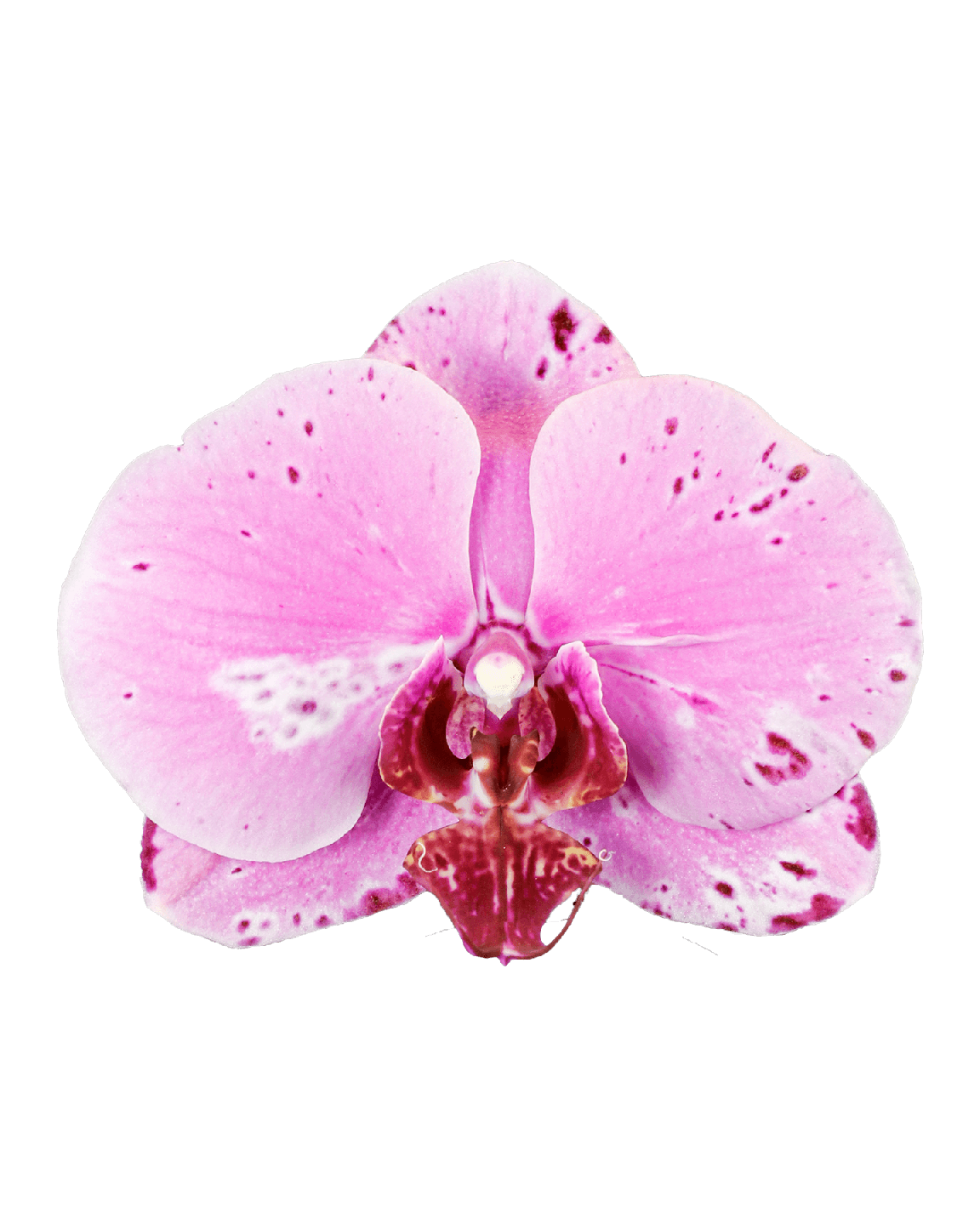 Phalaenopsis Lillian Cascade Çok Renkli Orkide - 2