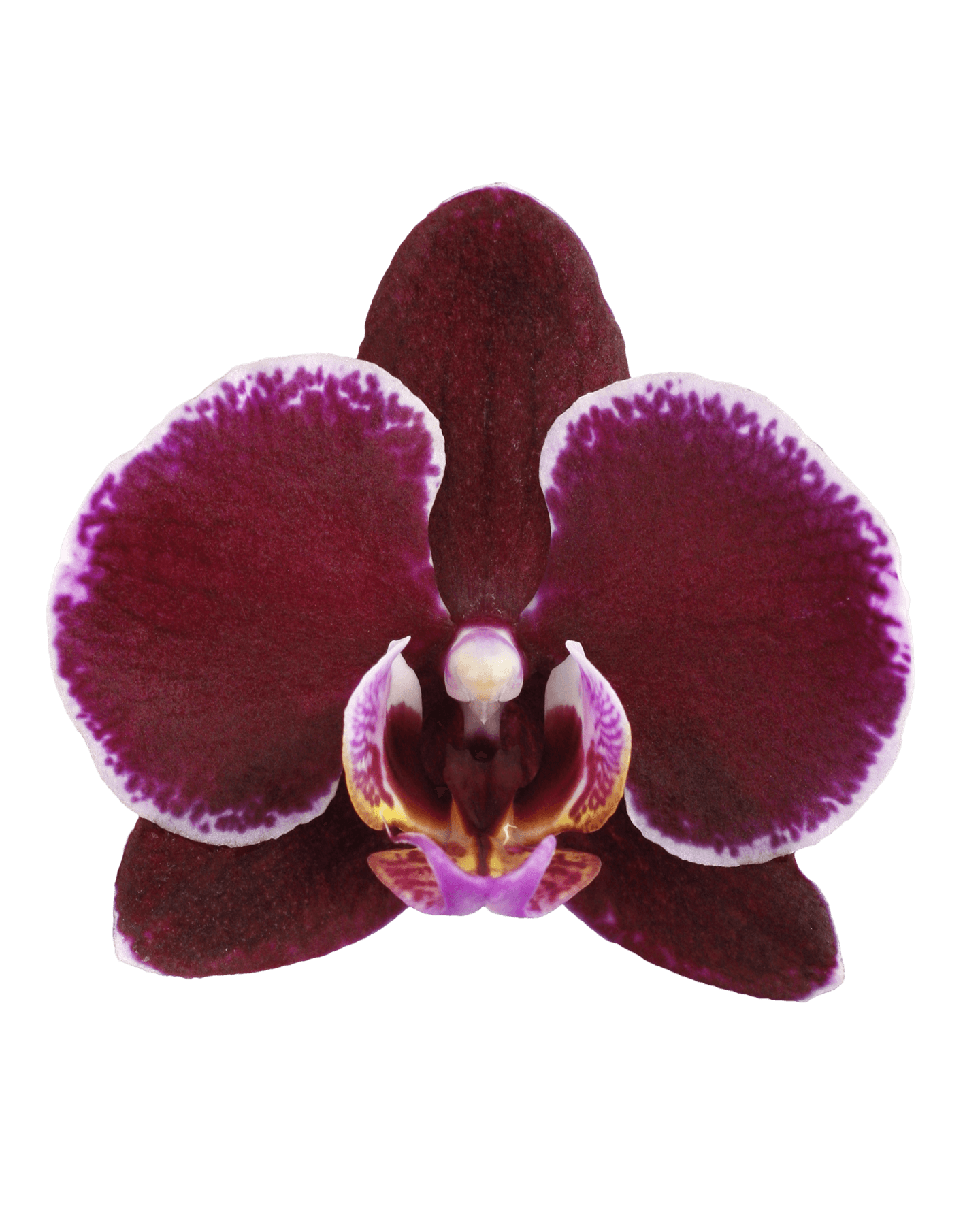 Phalaenopsis Lily Çift Dallı Mor Orkide - 2