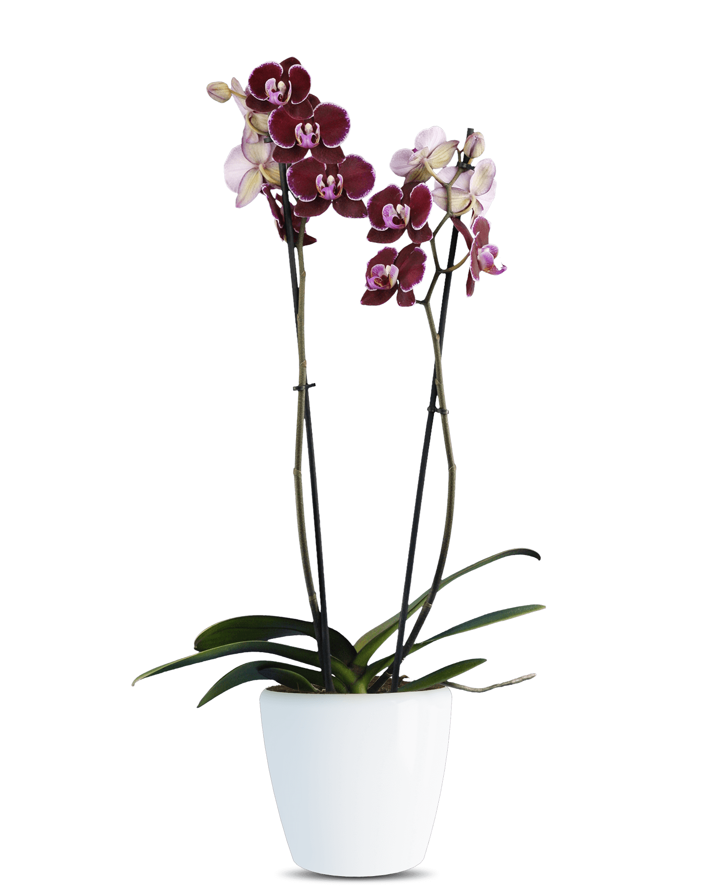 Solo Plant - Phalaenopsis Lily Çift Dallı Mor Orkide