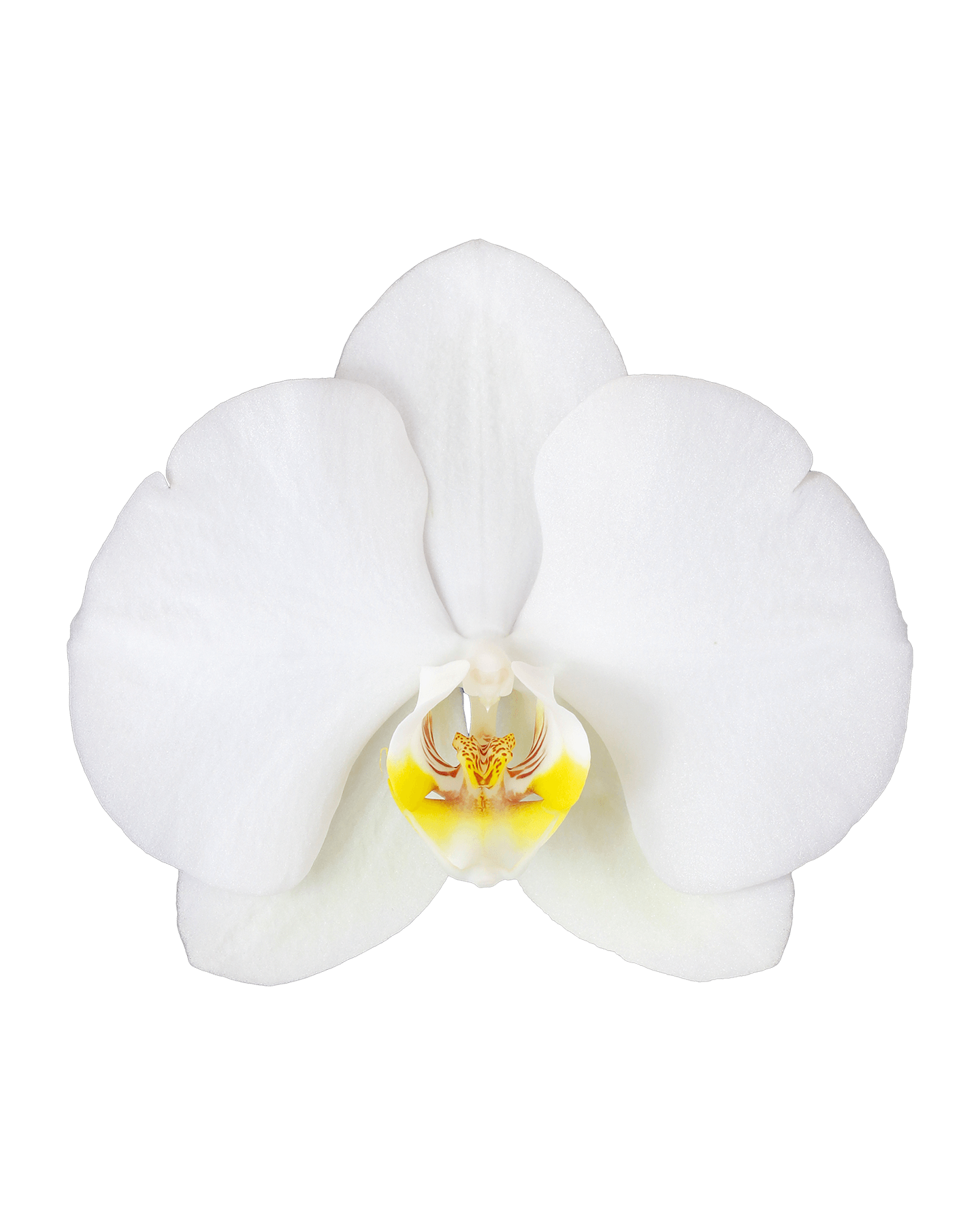 Phalaenopsis Liona Cascade Beyaz Orkide - 2