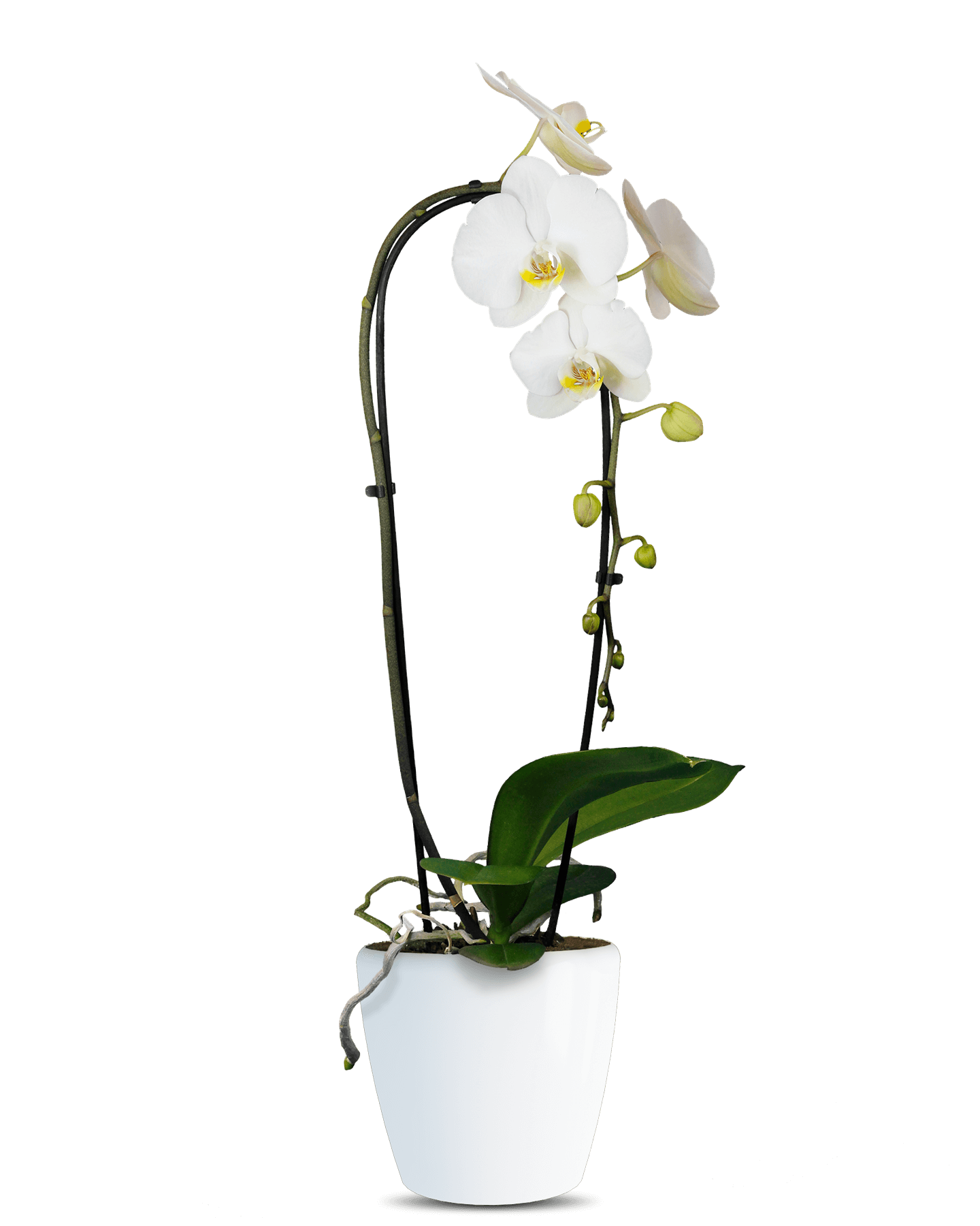 Phalaenopsis Liona Cascade Beyaz Orkide - Solo Plant