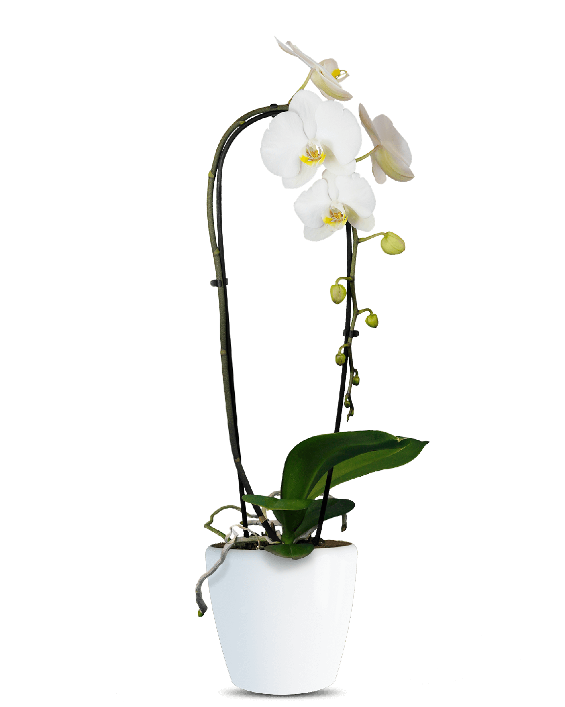 Phalaenopsis Liona Cascade Beyaz Orkide - 1