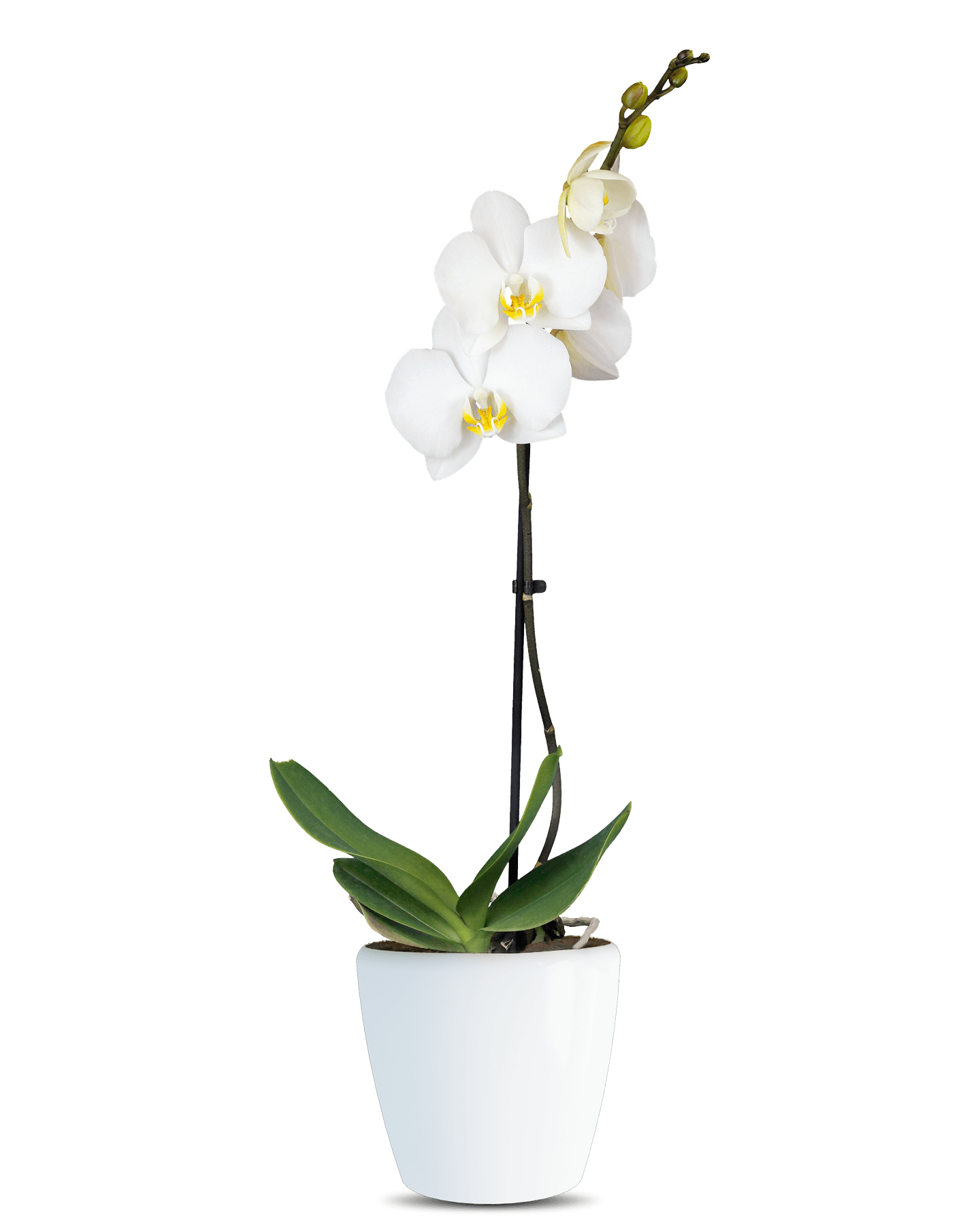 Solo Plant - Phalaenopsis Liona Tek Dallı Beyaz Orkide