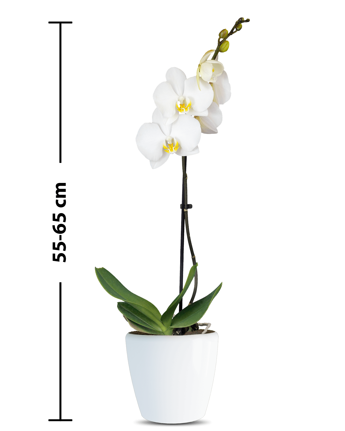 Phalaenopsis Liona Tek Dallı Beyaz Orkide - 3