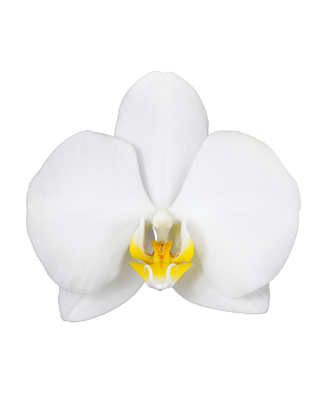 Phalaenopsis Liona Tek Dallı Beyaz Orkide - Thumbnail
