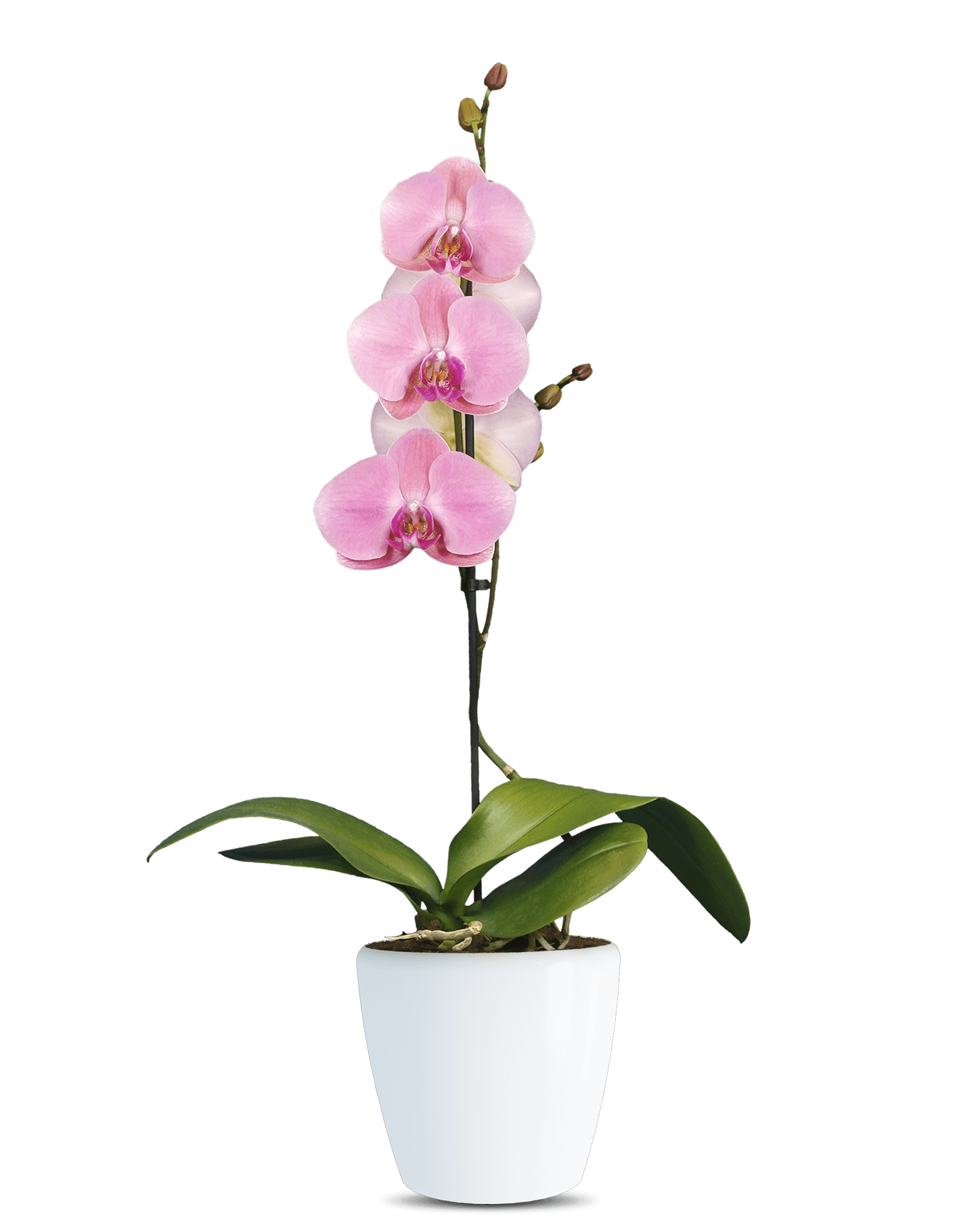 Phalaenopsis Lulu Tek Dallı Pembe Orkide - Solo Plant