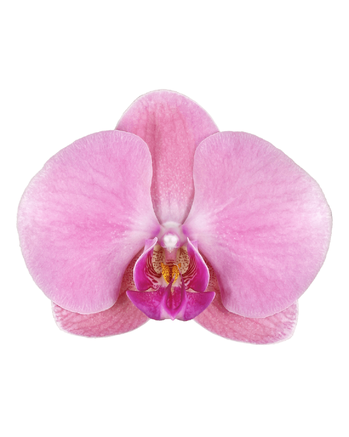 Phalaenopsis Lulu Tek Dallı Pembe Orkide - 2