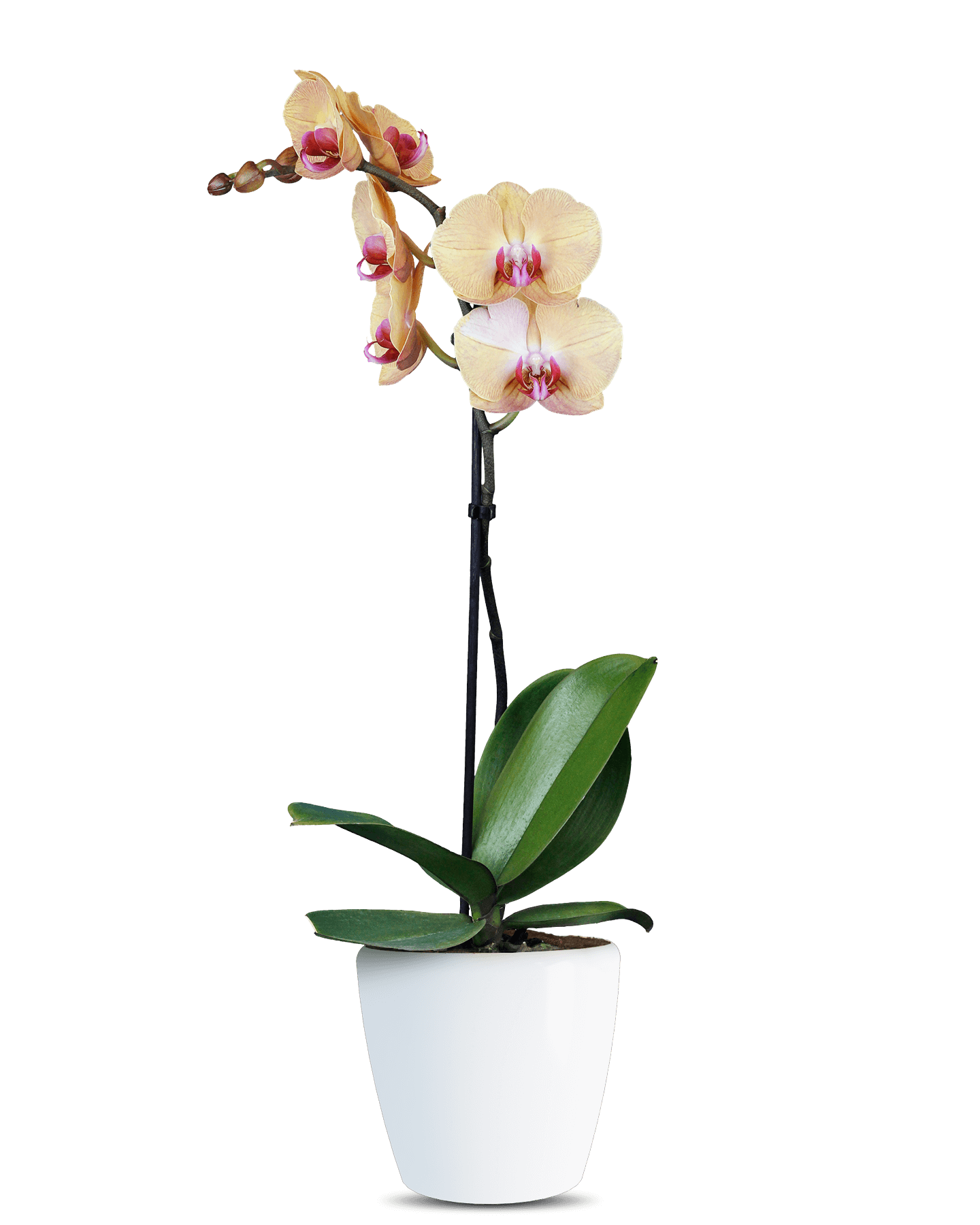 Solo Plant - Phalaenopsis Luna Tek Dallı Sarı Orkide
