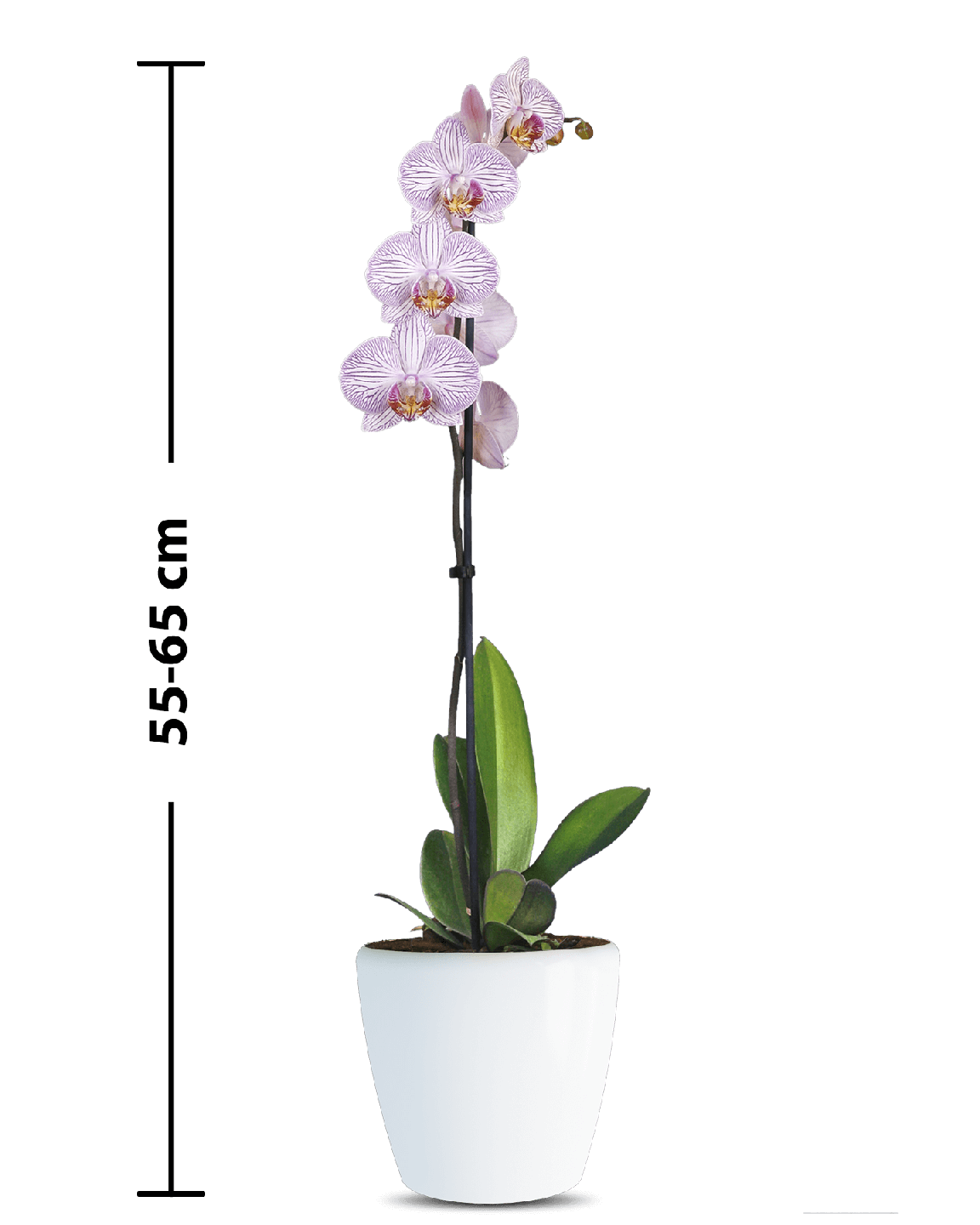 Phalaenopsis Maggy Tek Dallı Çok Renkli Orkide - Thumbnail