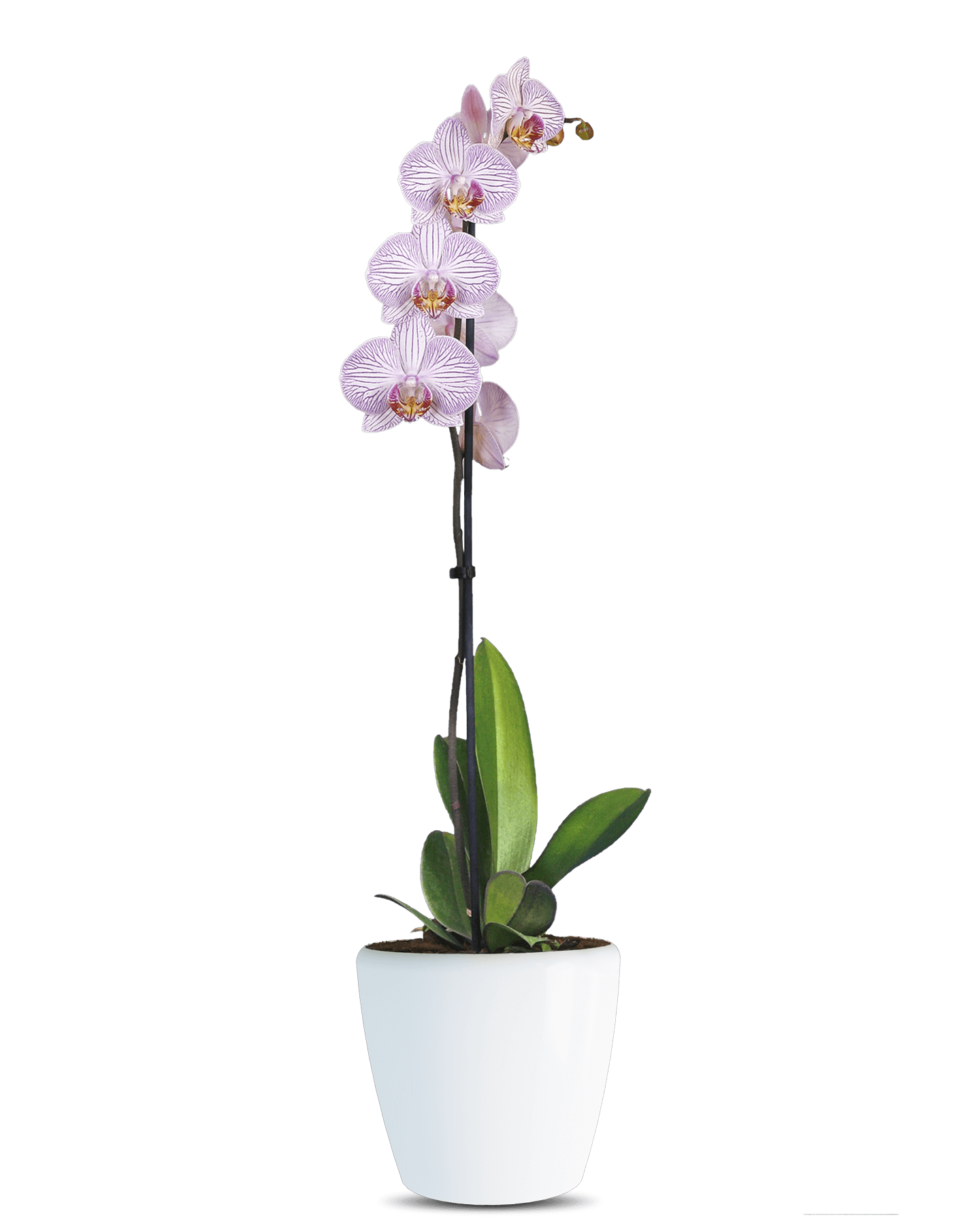 Phalaenopsis Maggy Tek Dallı Çok Renkli Orkide - Solo Plant