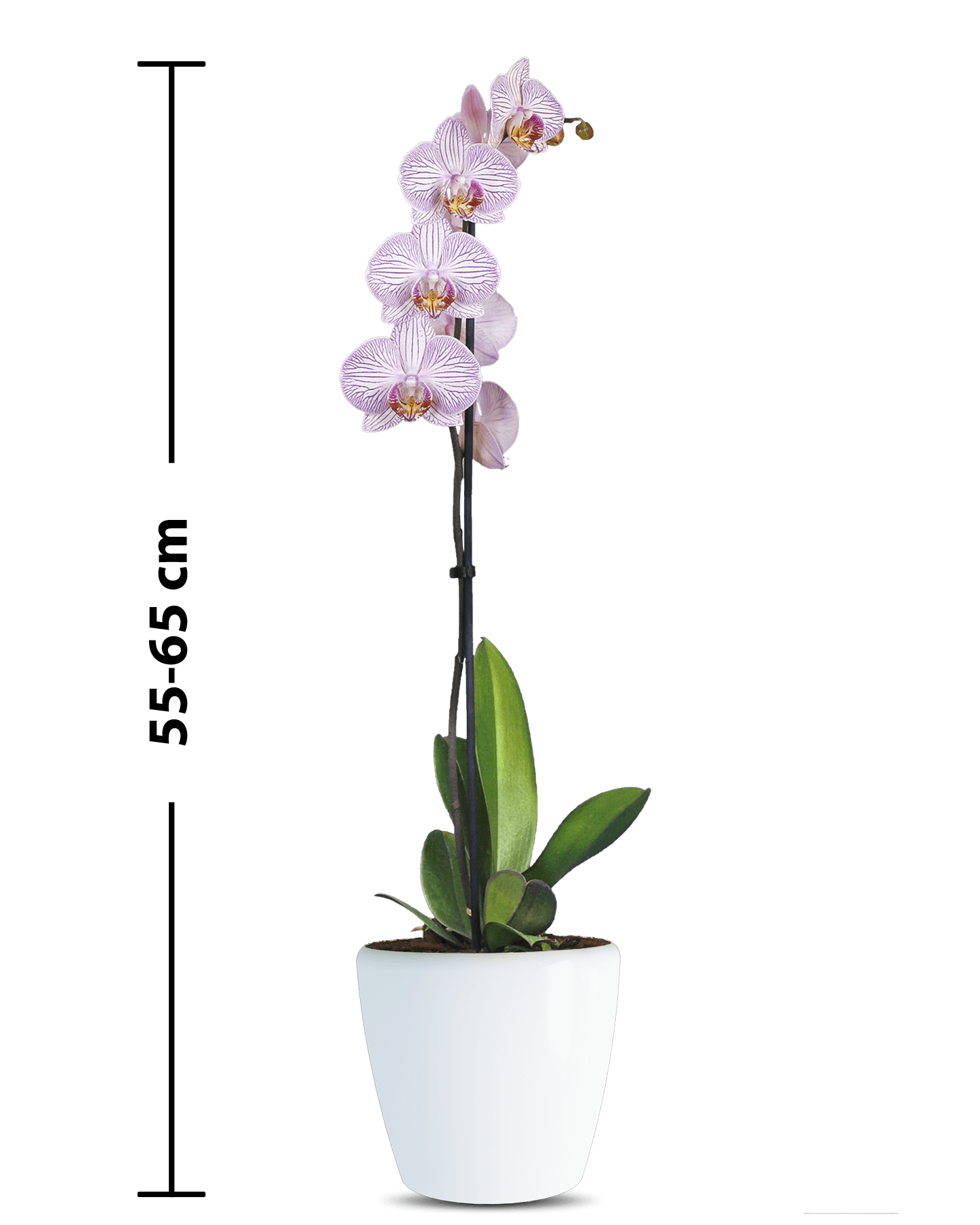 Phalaenopsis Maggy Tek Dallı Çok Renkli Orkide - 3