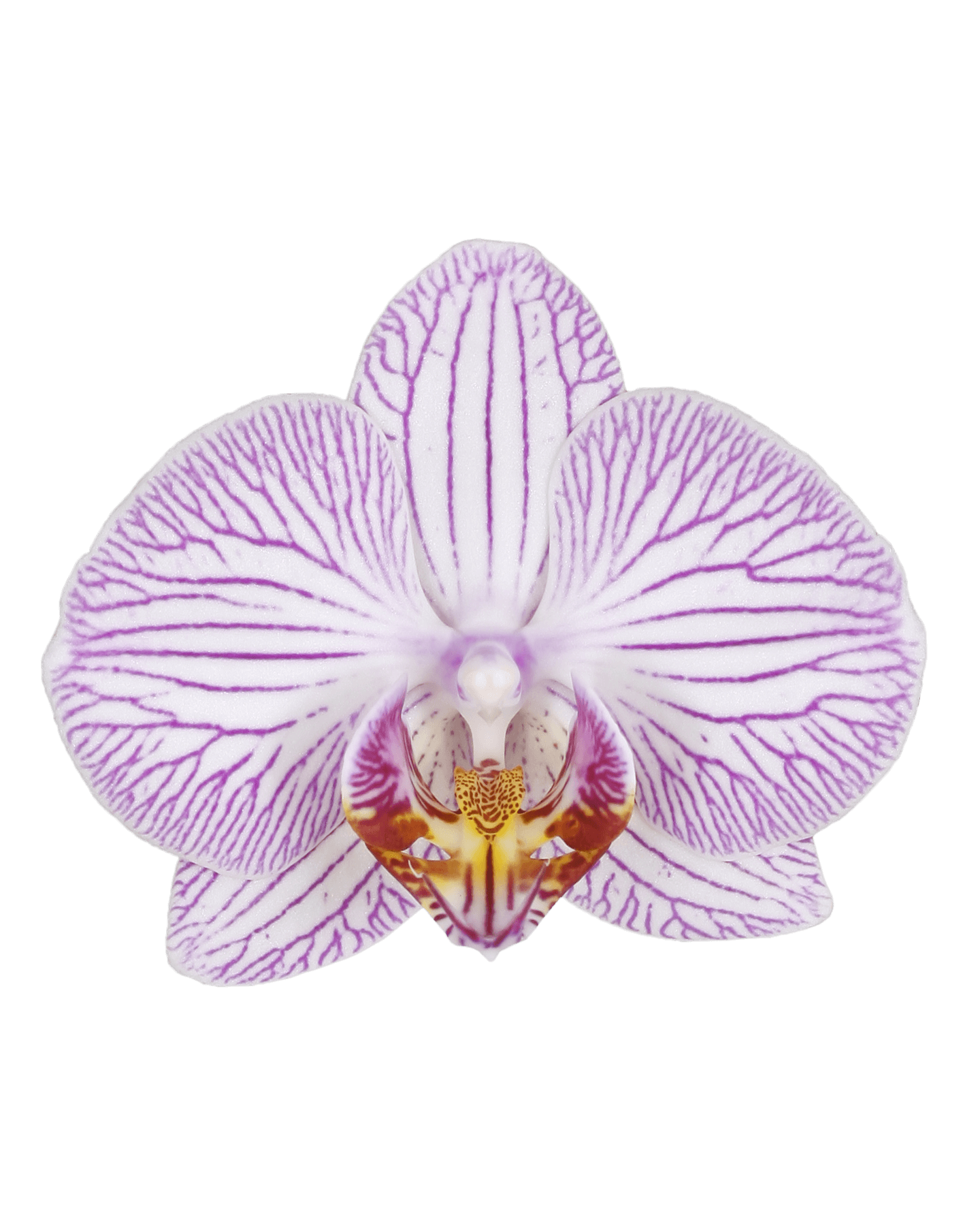 Phalaenopsis Maggy Tek Dallı Çok Renkli Orkide - 2