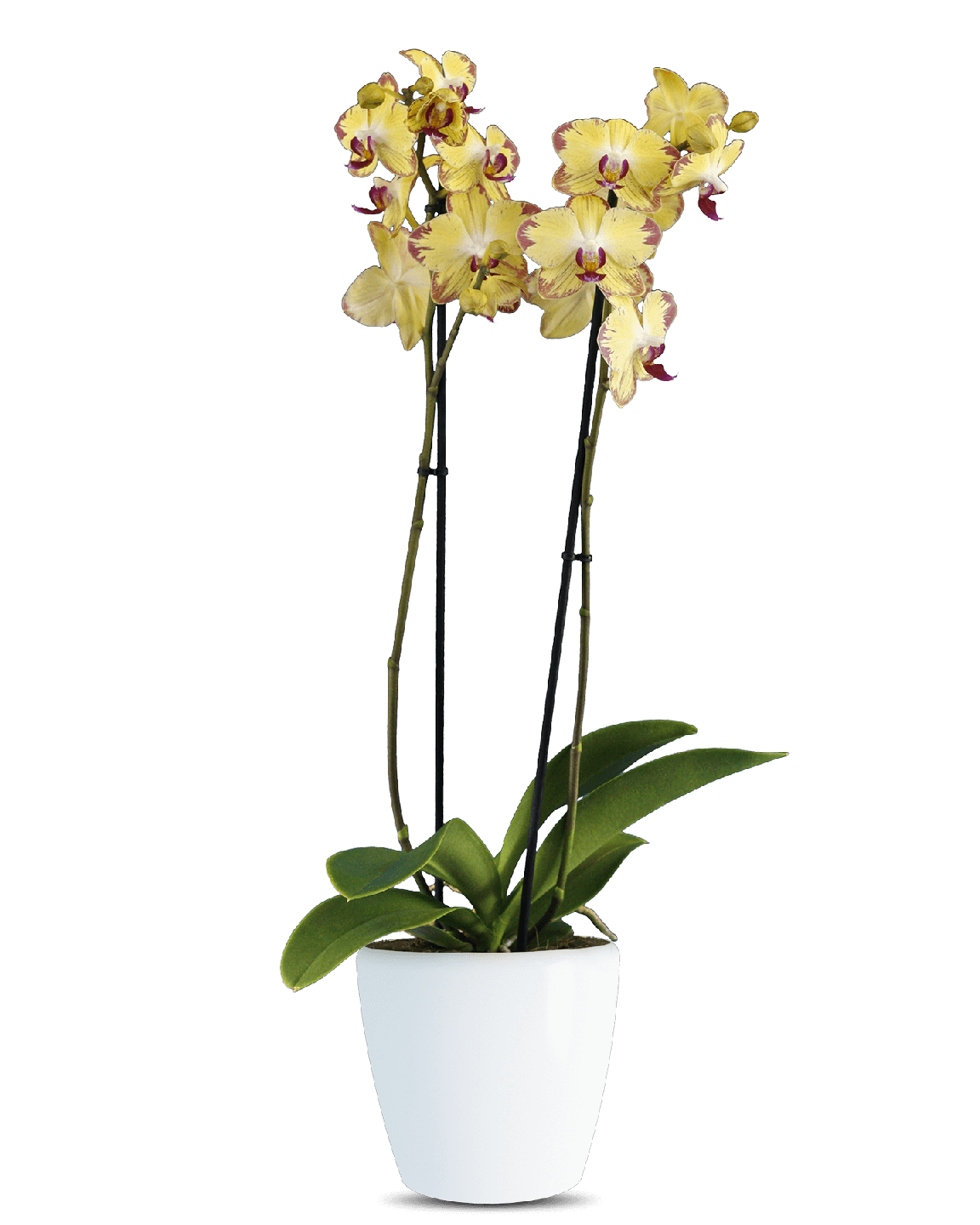 Phalaenopsis Marcia Çift Dallı Sarı Orkide - 1