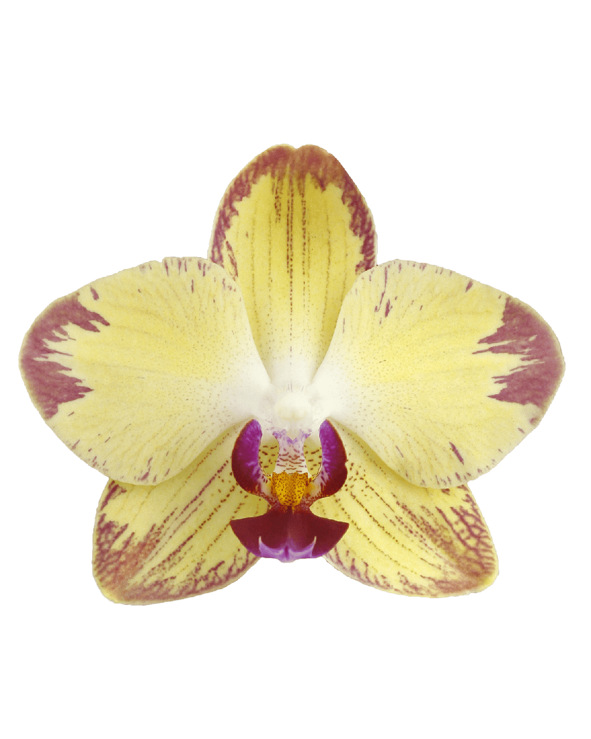 Phalaenopsis Marcia Çift Dallı Sarı Orkide - 2