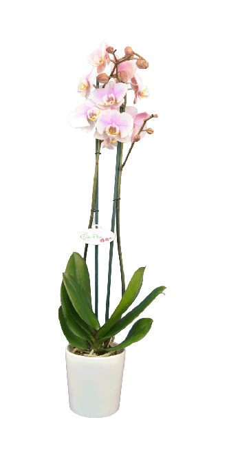 Phalaenopsis Margeret Çift Dallı Pembe Orkide - Solo Plant