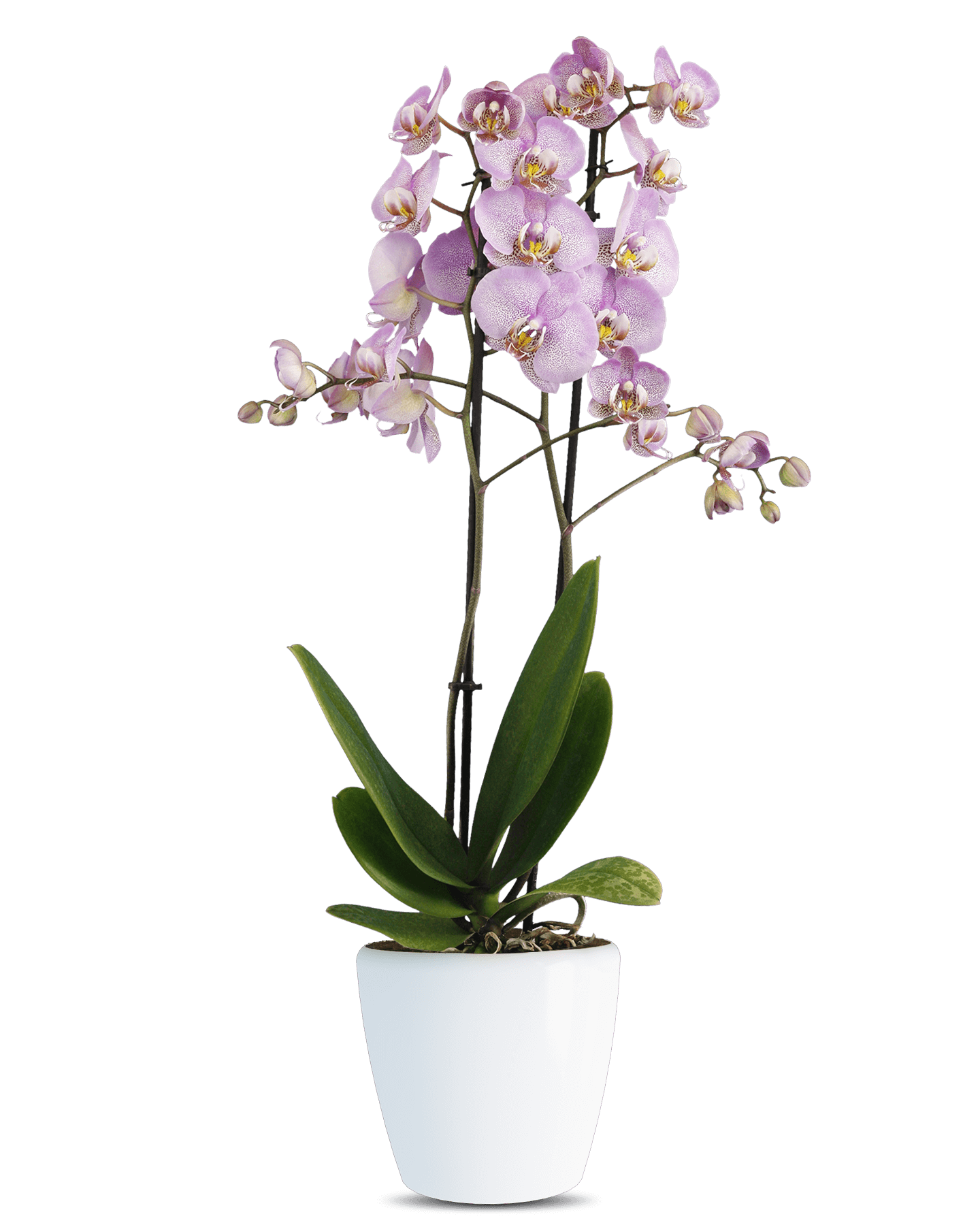 Solo Plant - Phalaenopsis Martha Çift Dallı Çok Renkli Orkide