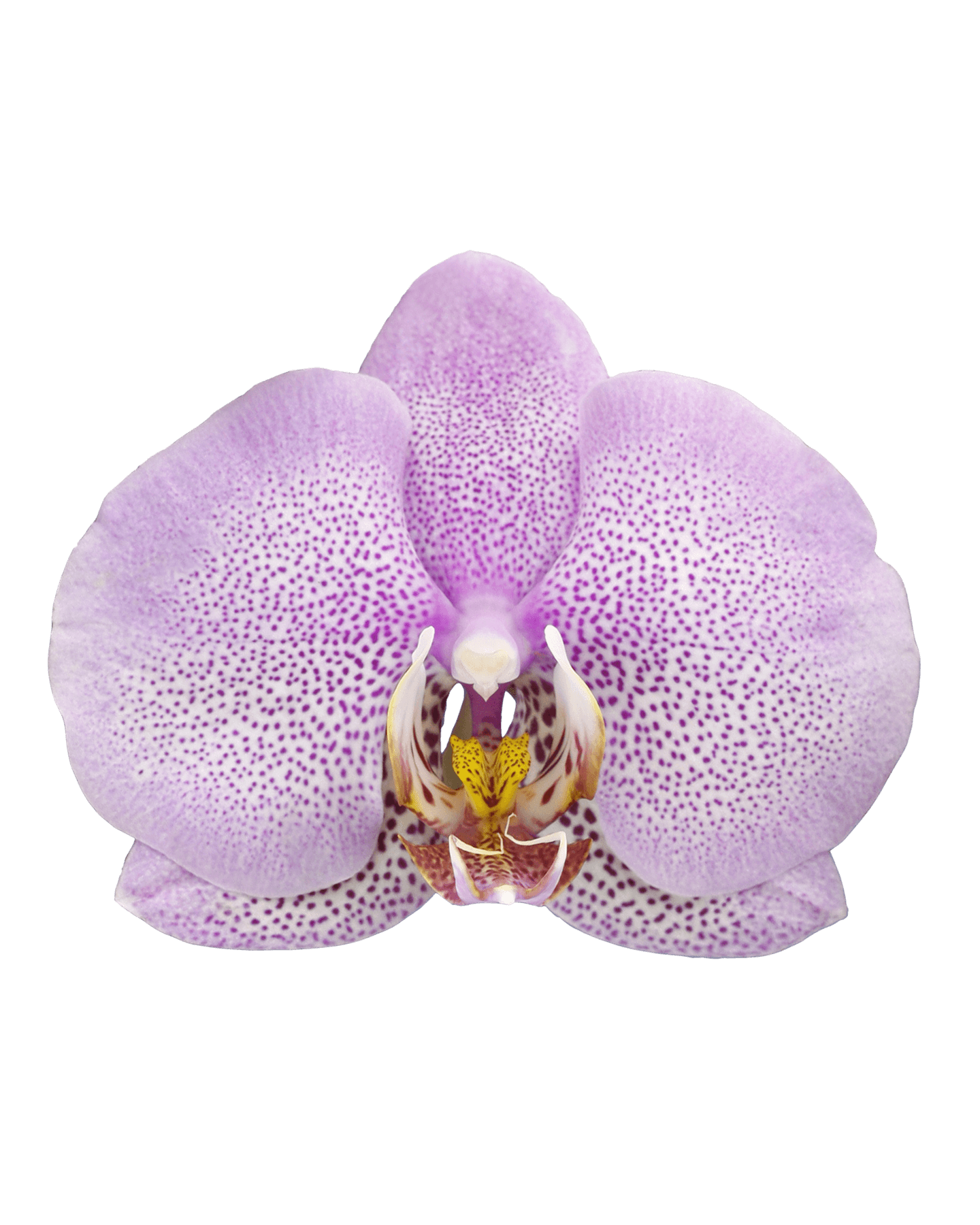 Phalaenopsis Martha Çift Dallı Çok Renkli Orkide - 2