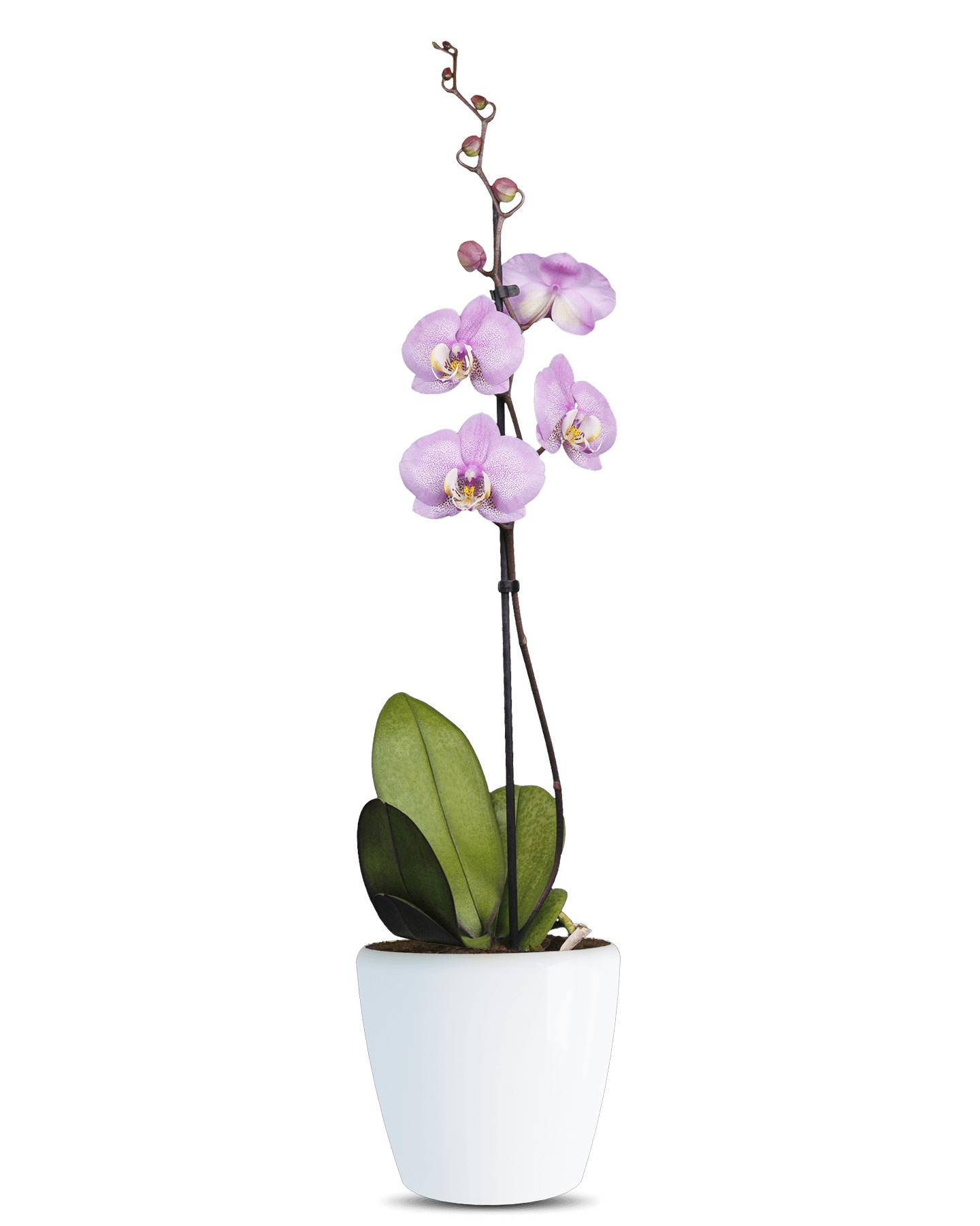 Solo Plant - Phalaenopsis Martha Tek Dallı Çok Renkli Orkide