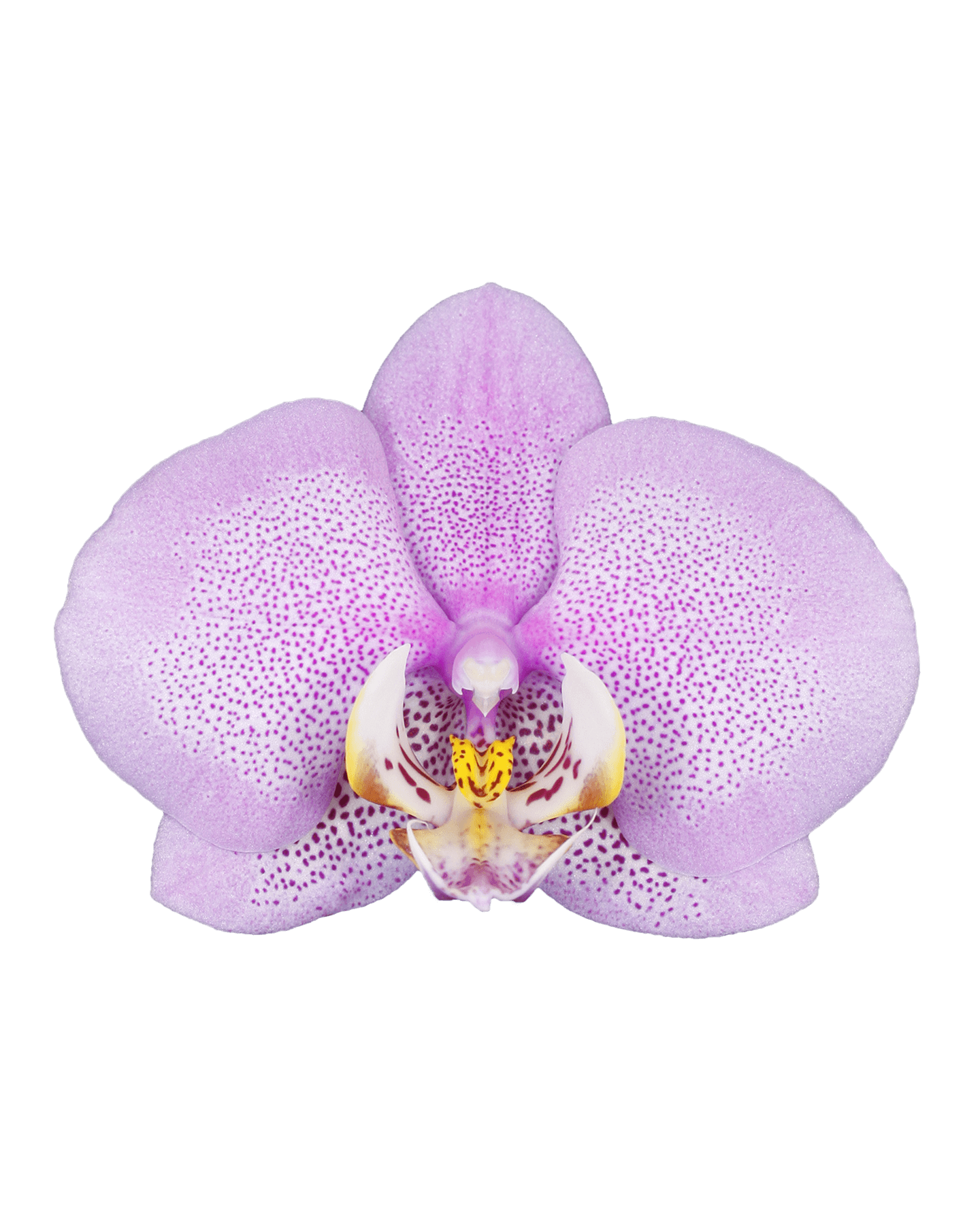 Phalaenopsis Martha Tek Dallı Çok Renkli Orkide - 2
