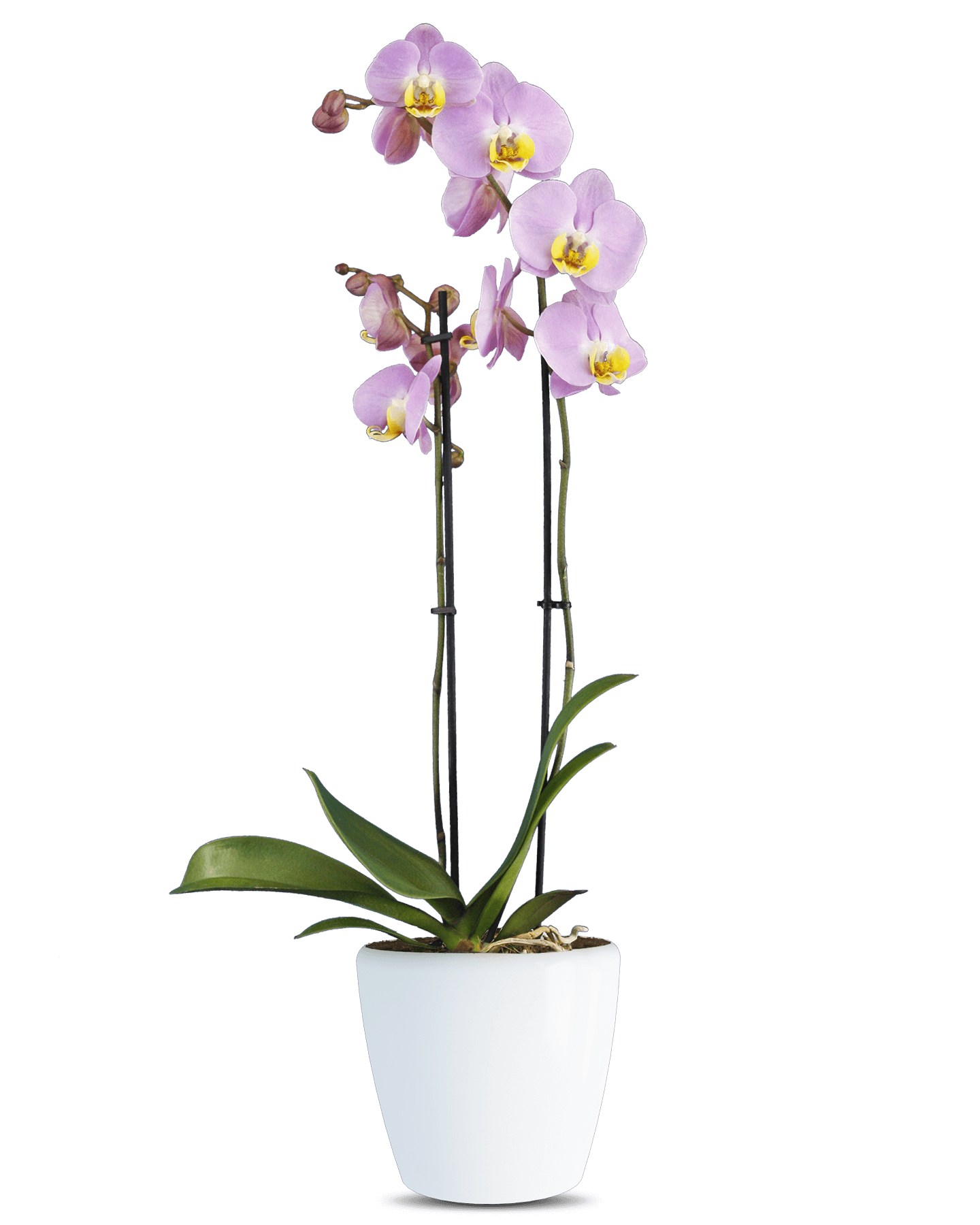 Phalaenopsis Martina Çift Dallı Pembe Orkide - Solo Plant