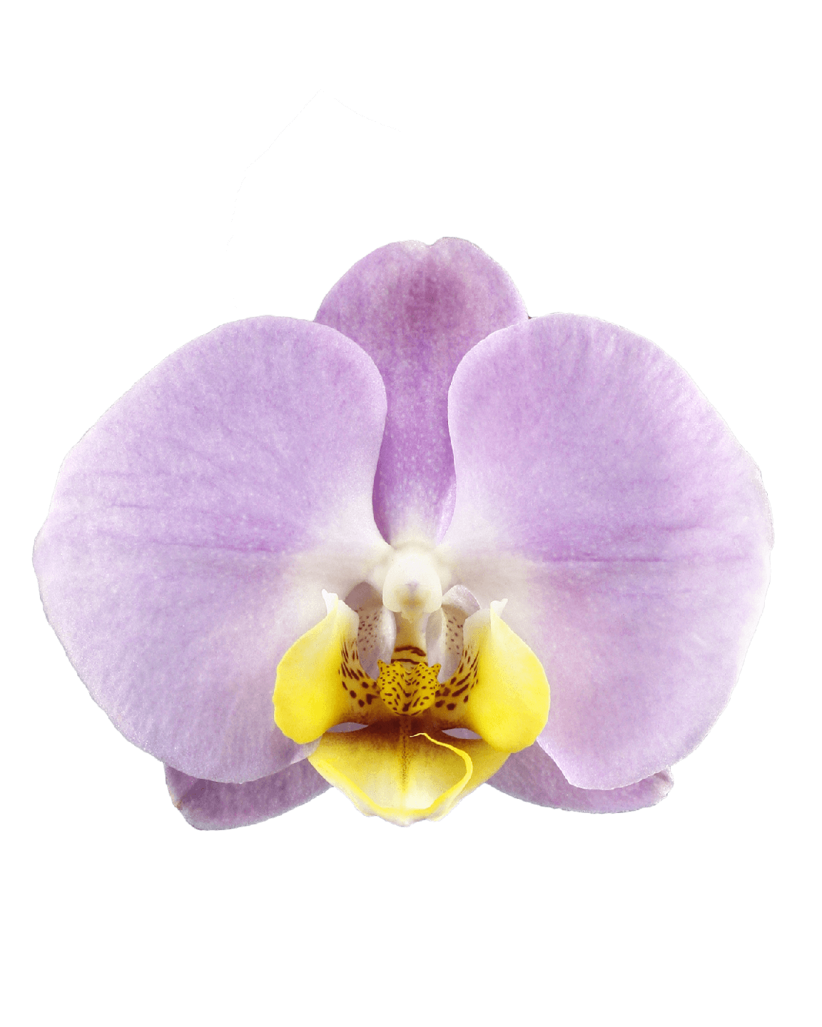 Phalaenopsis Martina Çift Dallı Pembe Orkide - 2