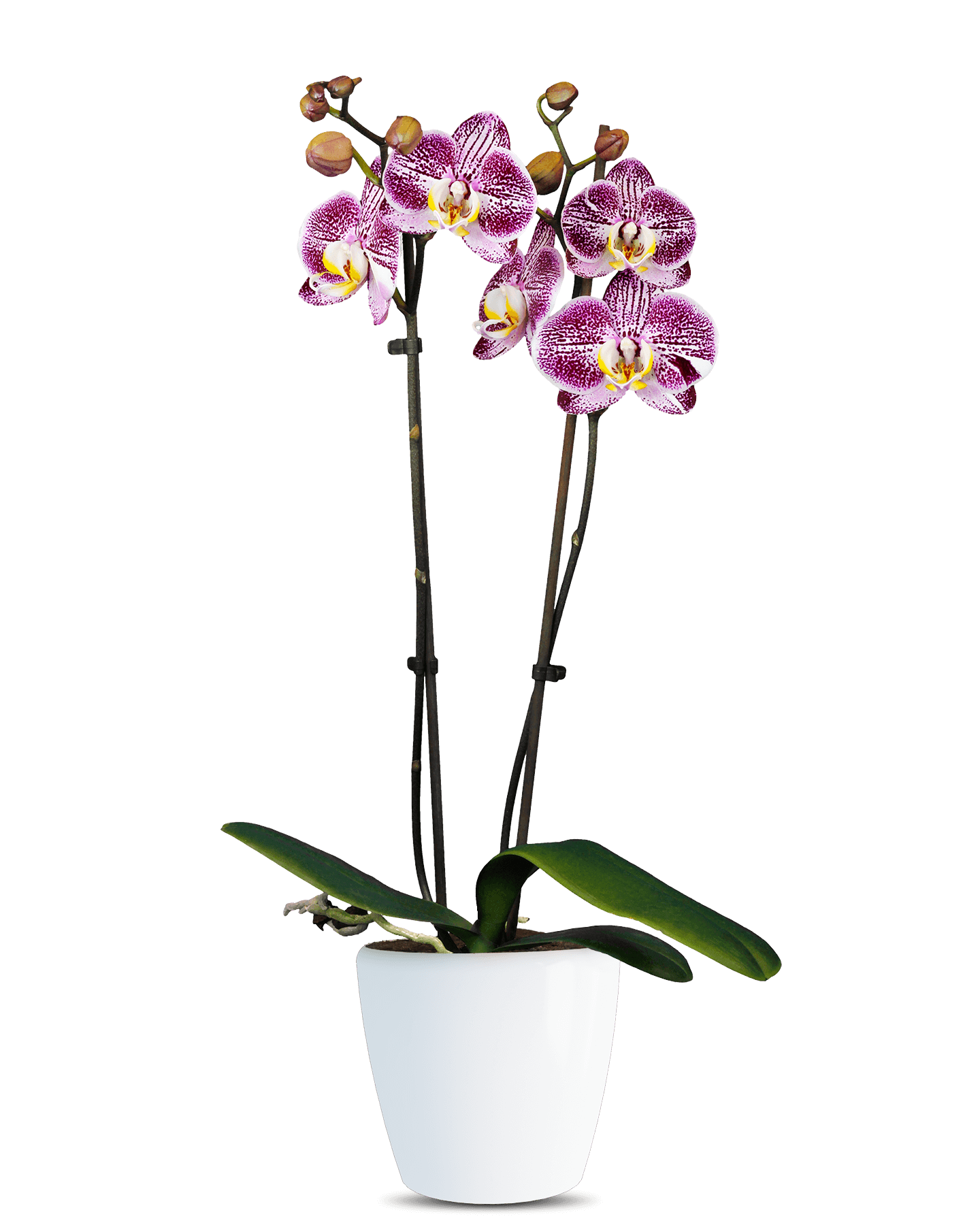 Phalaenopsis Meg Çift Dallı Çok Renkli Orkide - 1