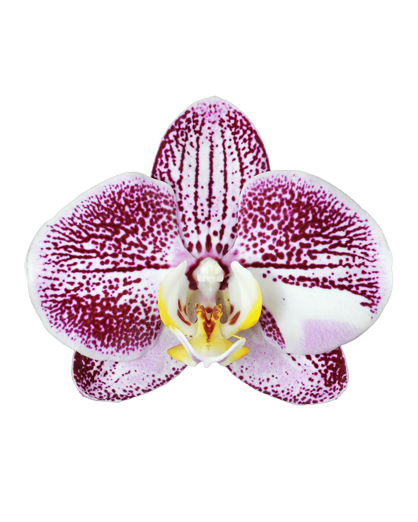Phalaenopsis Meg Çift Dallı Çok Renkli Orkide - 2