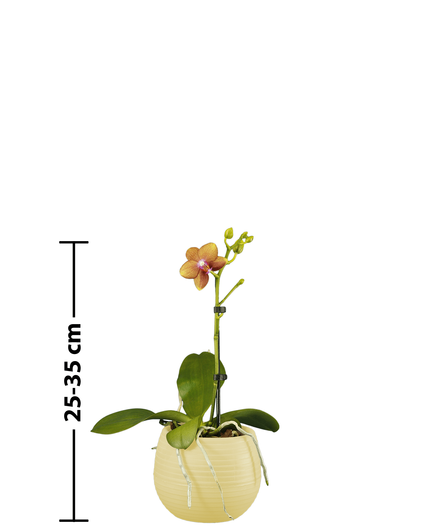 Phalaenopsis Midi Dior Çok Renkli Orkide - Solo Plant
