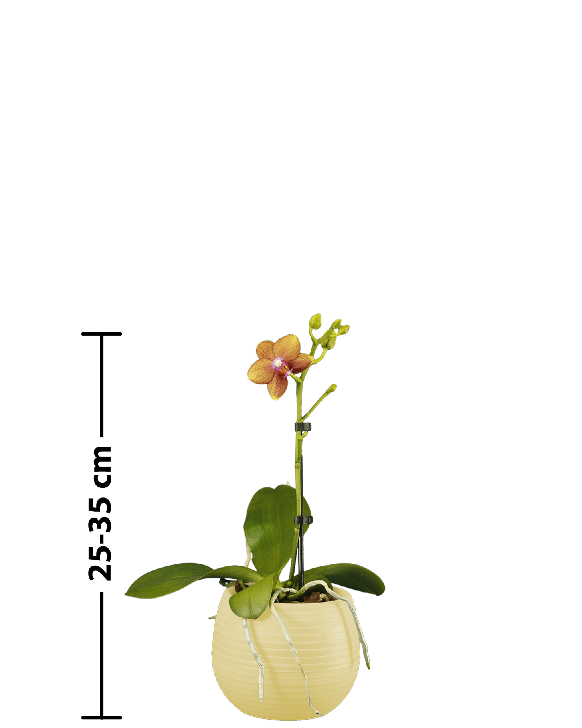 Phalaenopsis Midi Dior Çok Renkli Orkide - 3
