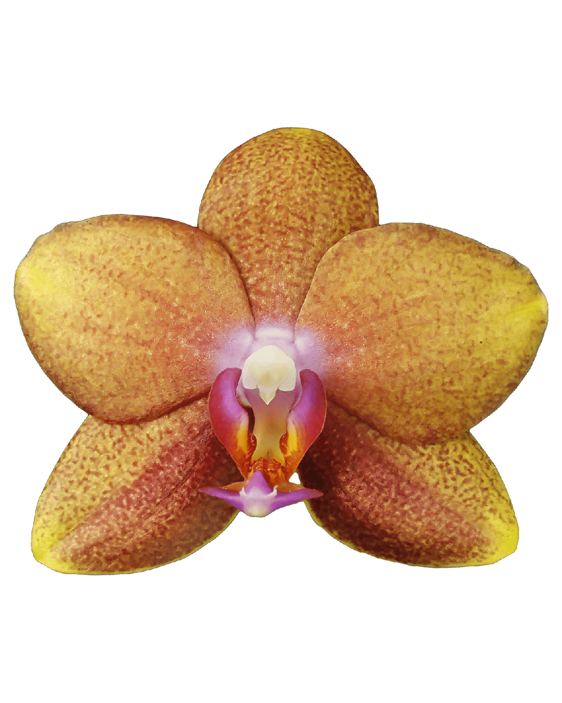 Phalaenopsis Midi Dior Çok Renkli Orkide - 4