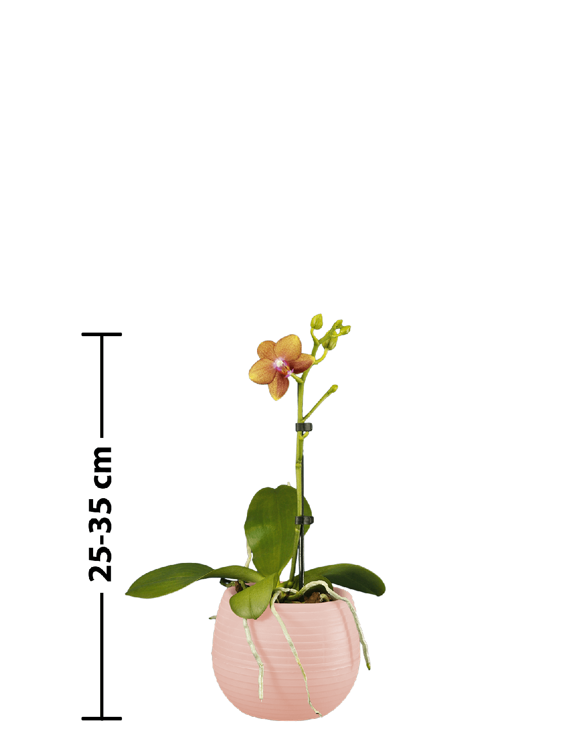 Phalaenopsis Midi Dior Çok Renkli Orkide - 5
