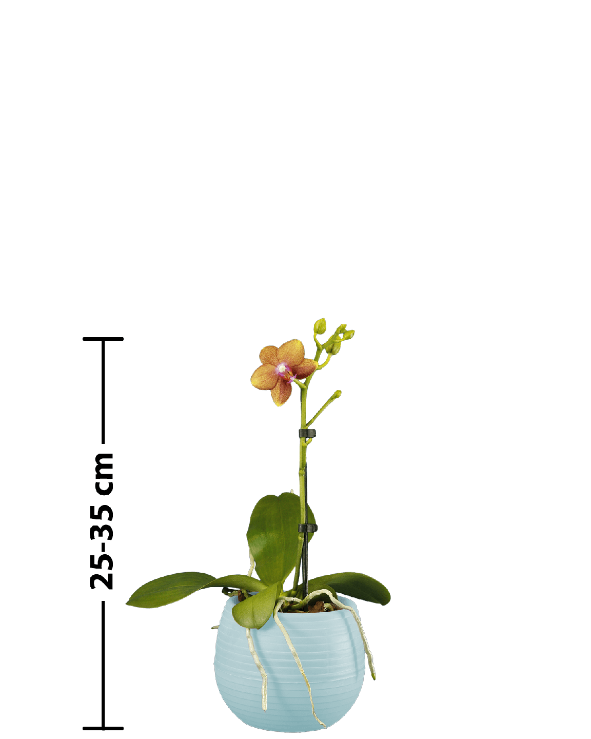 Phalaenopsis Midi Dior Çok Renkli Orkide - 7