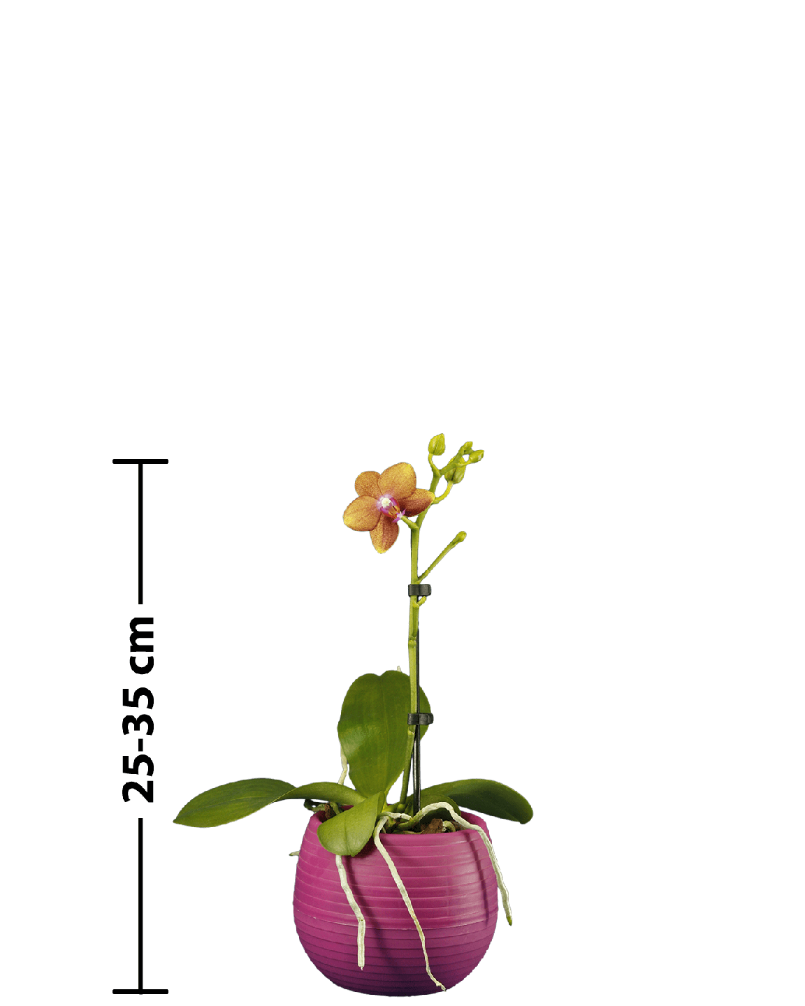 Phalaenopsis Midi Dior Çok Renkli Orkide - 1