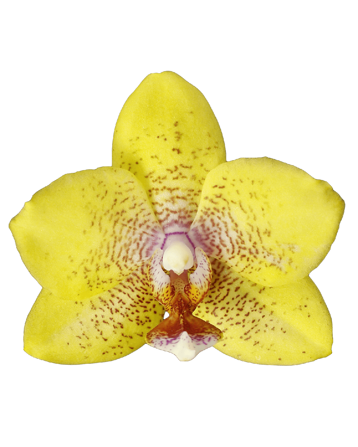 Phalaenopsis Midi Melodie Çok Renkli Orkide - 4