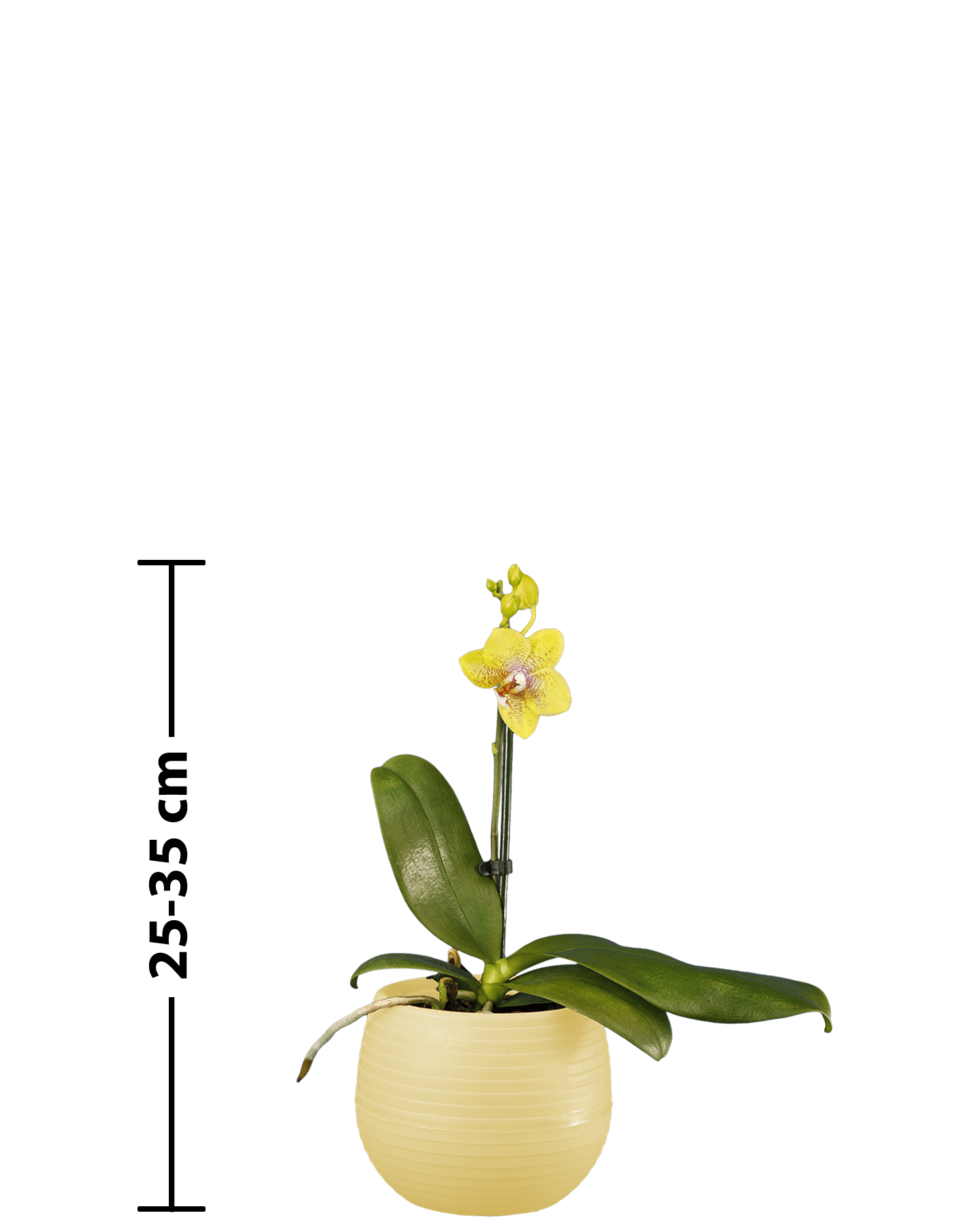 Phalaenopsis Midi Melodie Çok Renkli Orkide - 3