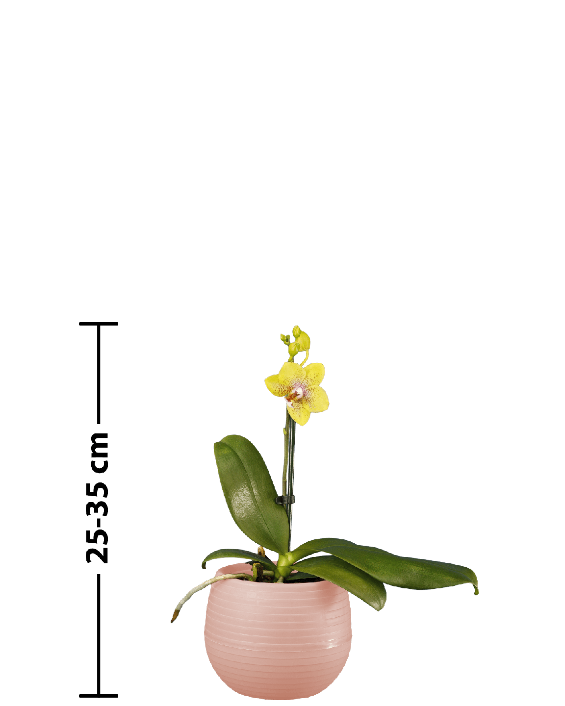Phalaenopsis Midi Melodie Çok Renkli Orkide - 5