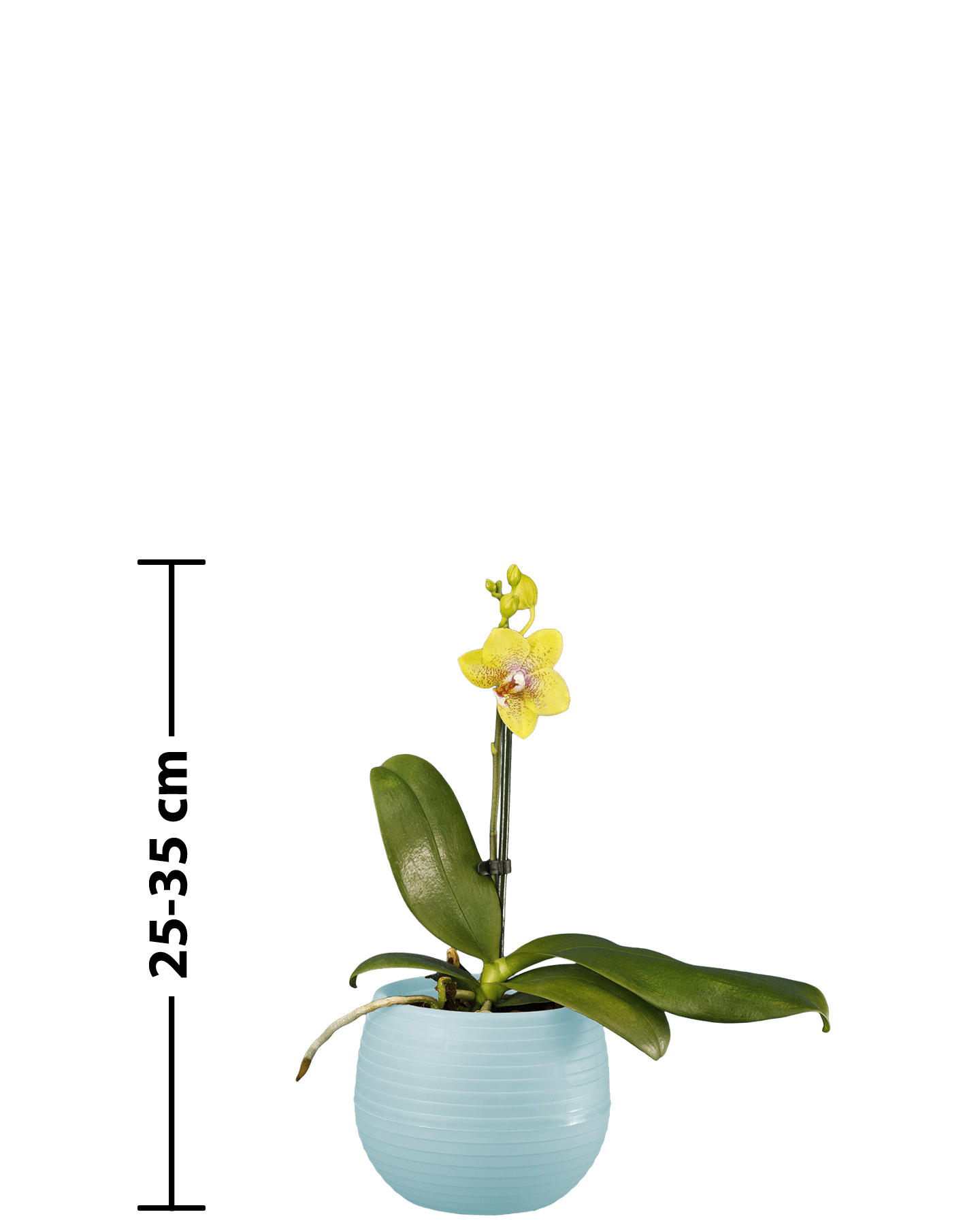 Phalaenopsis Midi Melodie Çok Renkli Orkide - 7