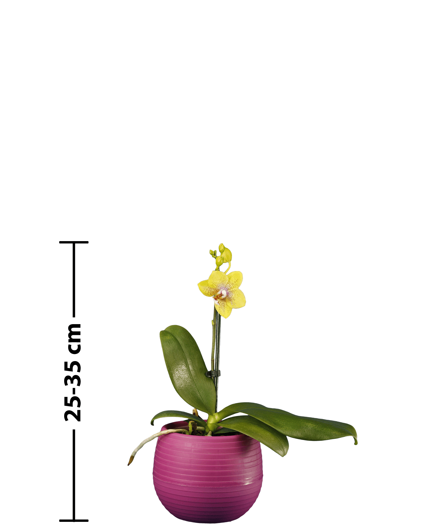 Phalaenopsis Midi Melodie Çok Renkli Orkide - Solo Plant