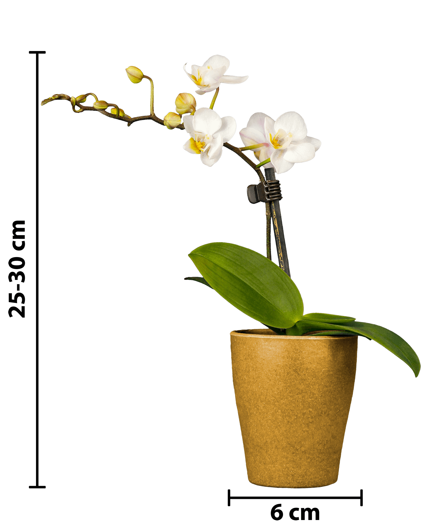 Phalaenopsis Mini Irma Beyaz Renkli Orkide - Solo Plant