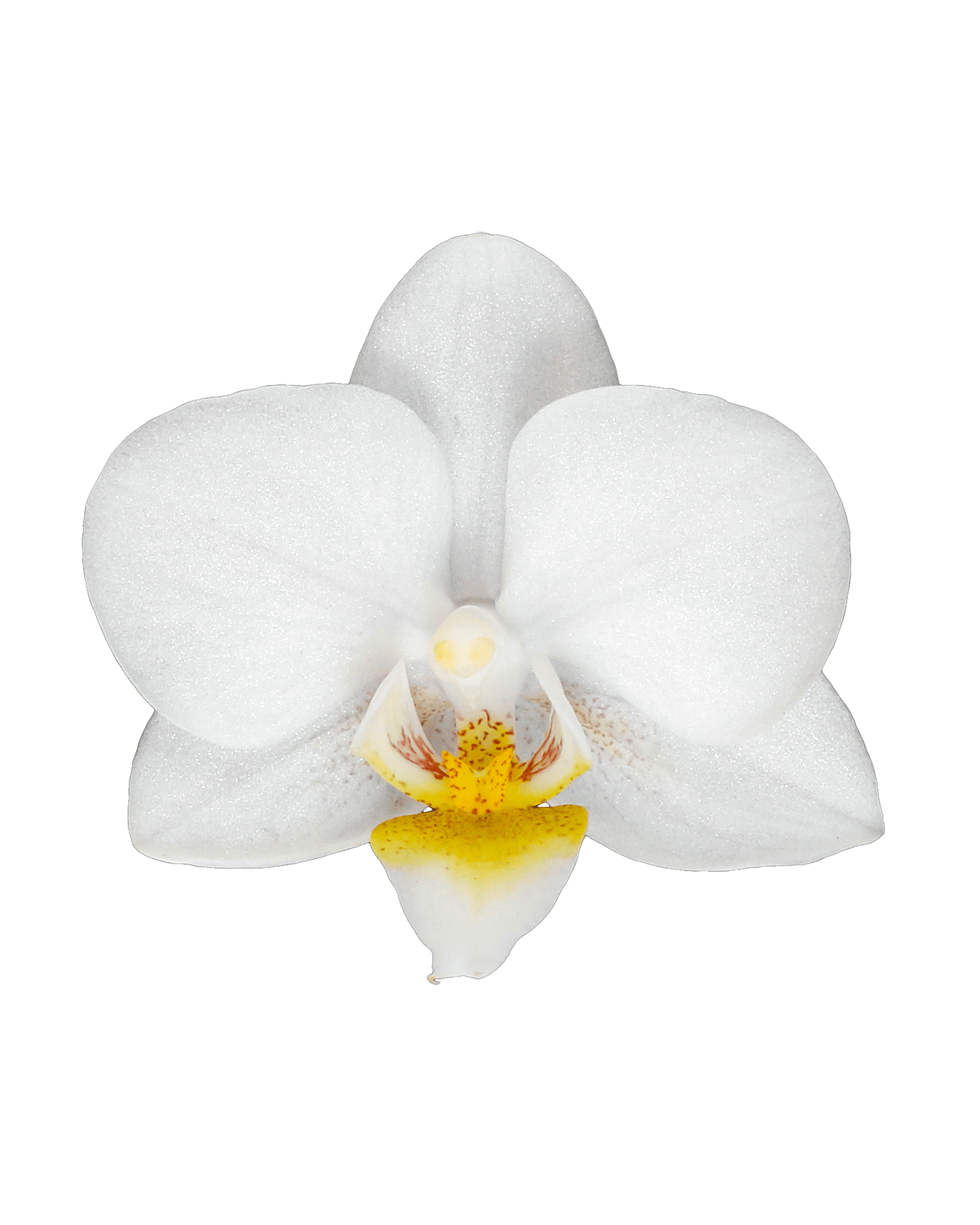 Phalaenopsis Mini Irma Beyaz Renkli Orkide - 4
