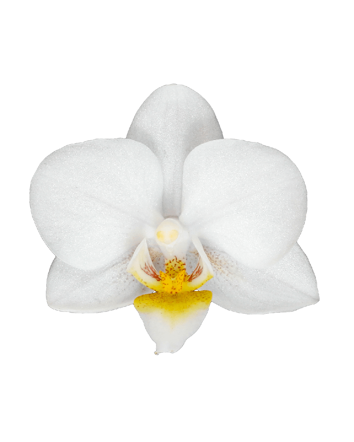 Phalaenopsis Mini Irma Beyaz Renkli Orkide - 4